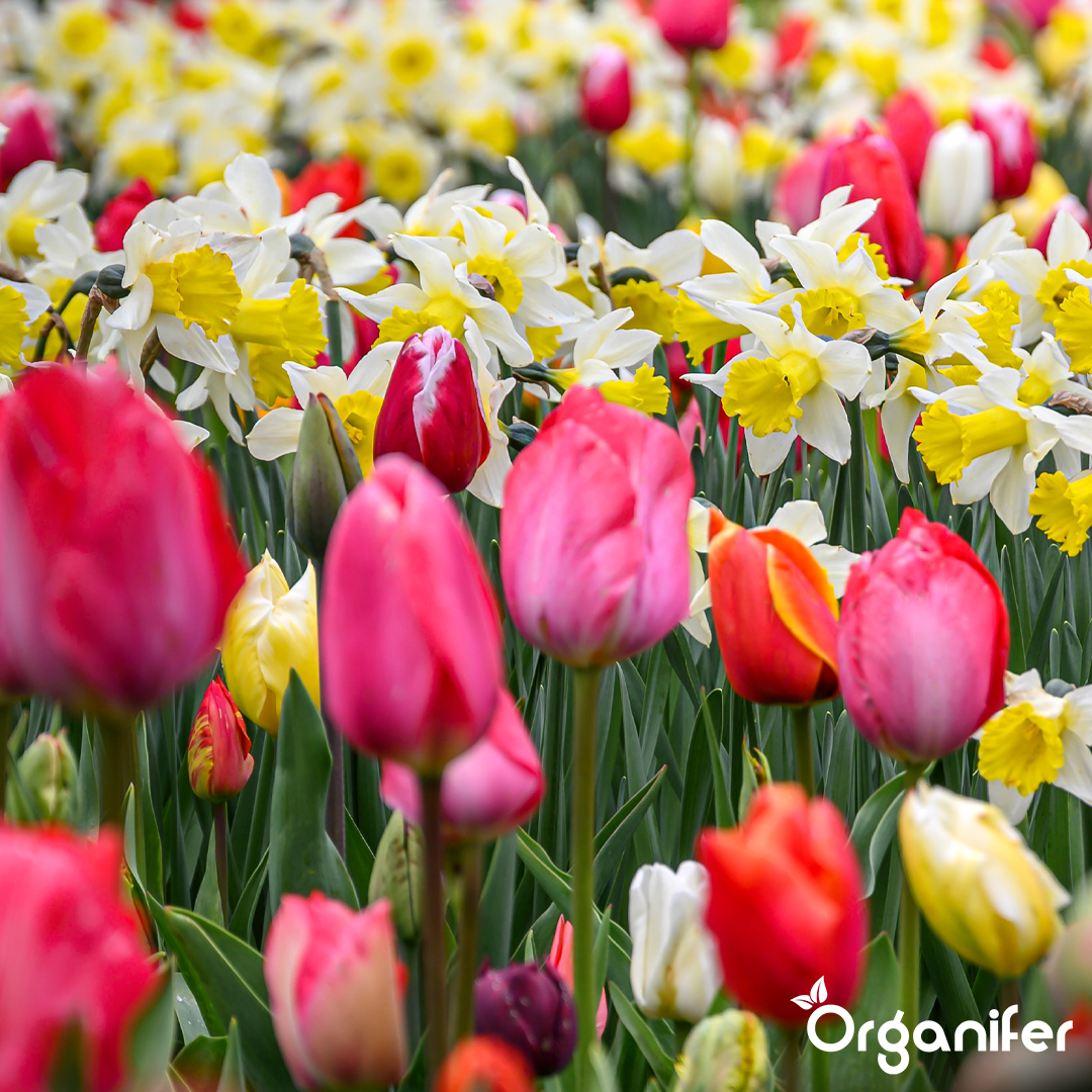 Tulip and Daffodil Bulbs Blend 11
