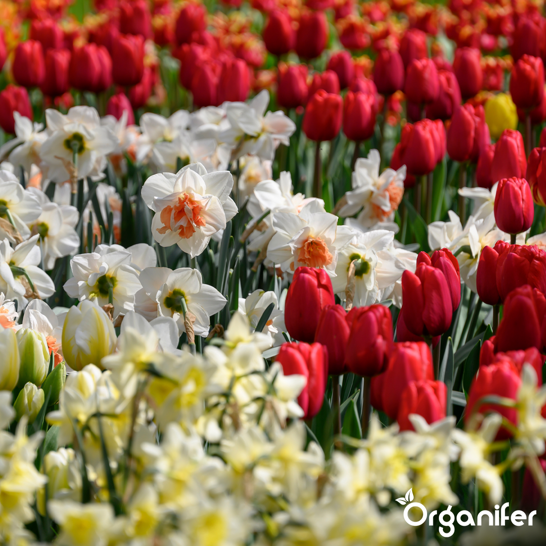 Tulip and Daffodil Bulbs Blend 12