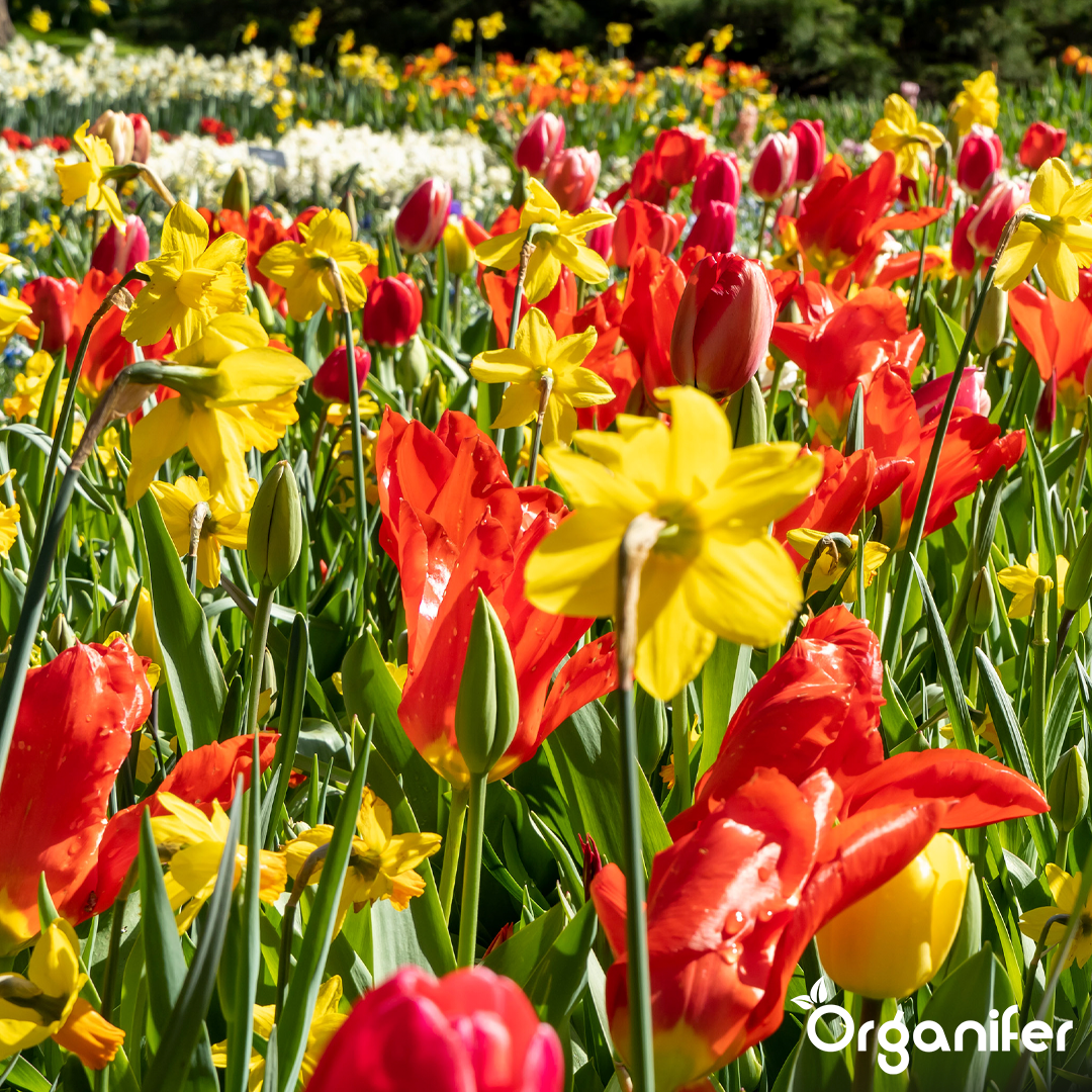 Tulip and Daffodil Bulbs Blend 13