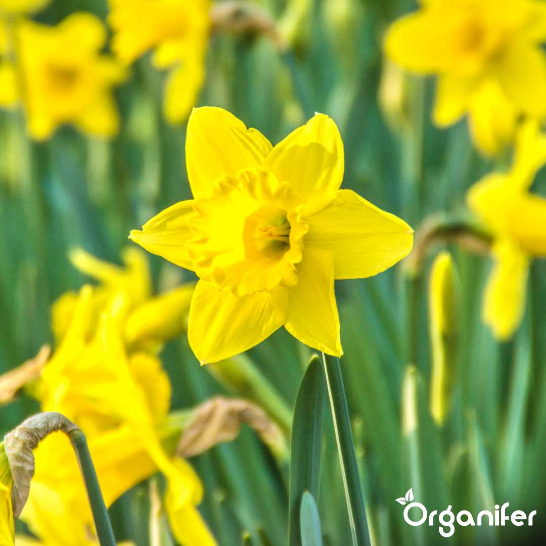 Tulip and Daffodil Bulbs Blend 1