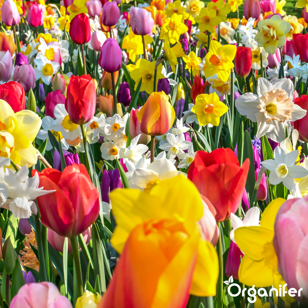 Tulip and Daffodil Bulbs Blend 4