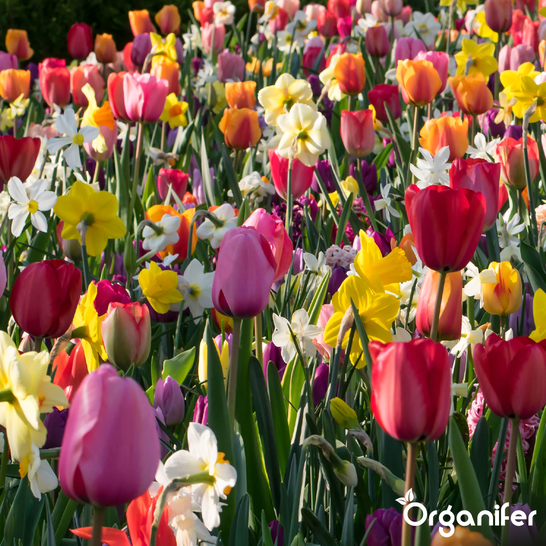 Tulip and Daffodil Bulbs Blend 6