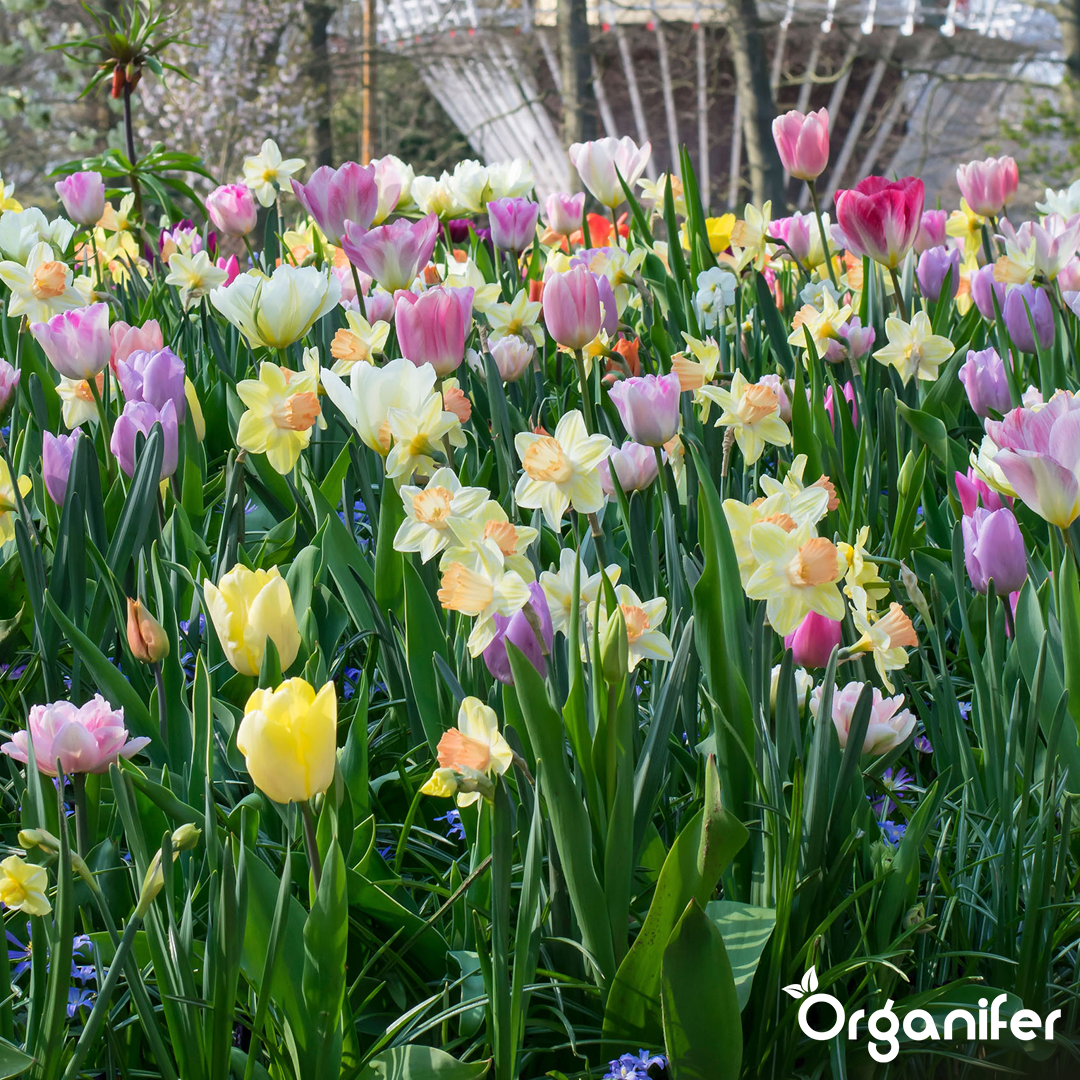 Tulip and Daffodil Bulbs Blend 7