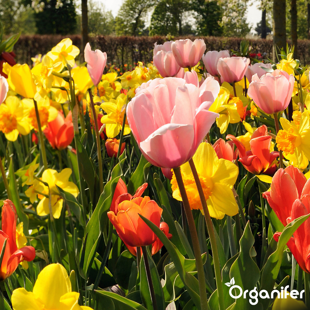 Tulip and Daffodil Bulbs Blend 8