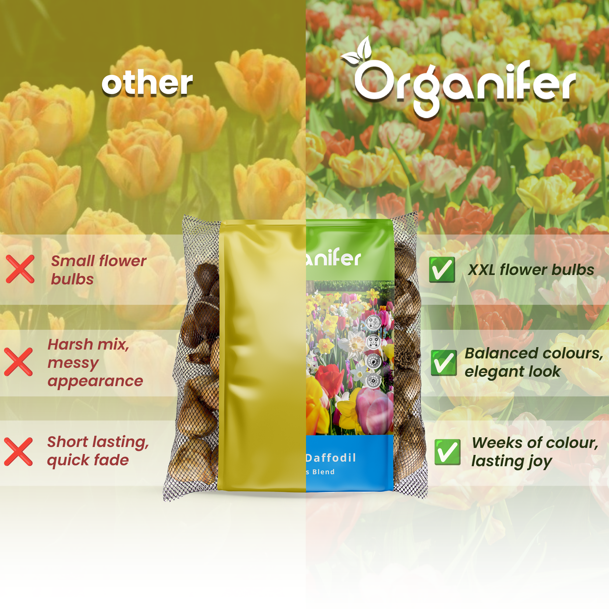Tulip and Daffodil Bulbs Compare