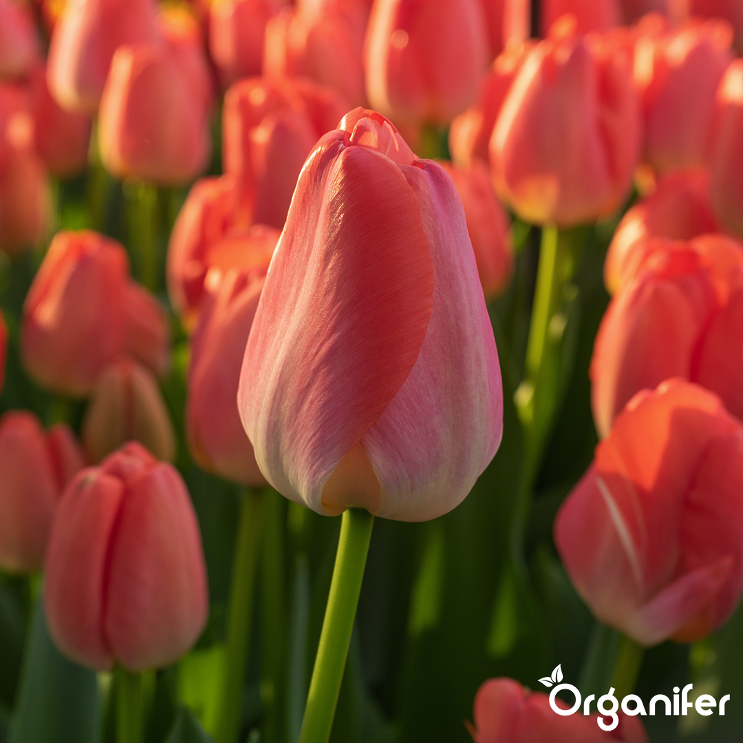 250 Tulip Bulbs - 5 Colorful Varieties (XXL Bulb Size 12 cm/+)