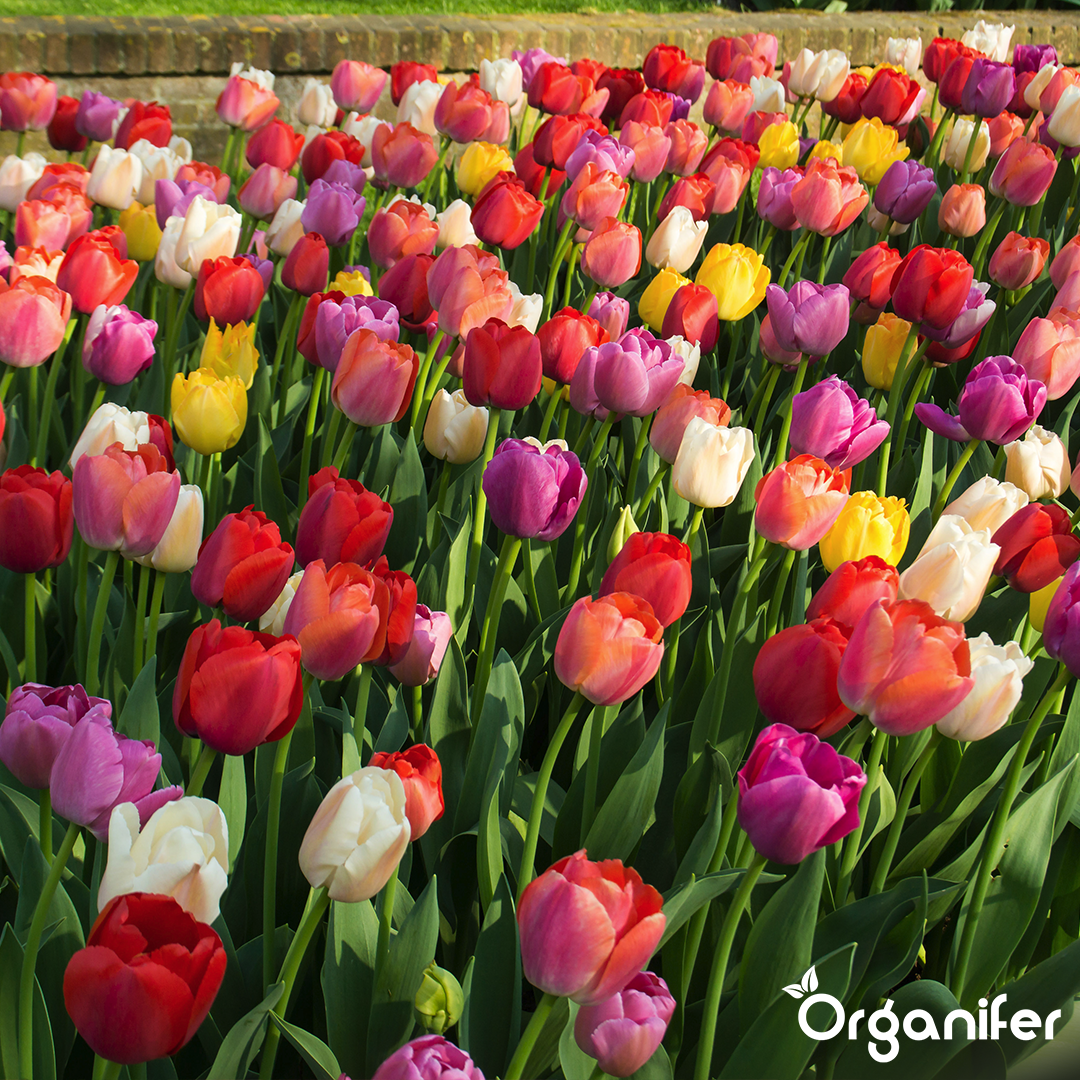250 Tulip Bulbs - 5 Colorful Varieties (XXL Bulb Size 12 cm/+)