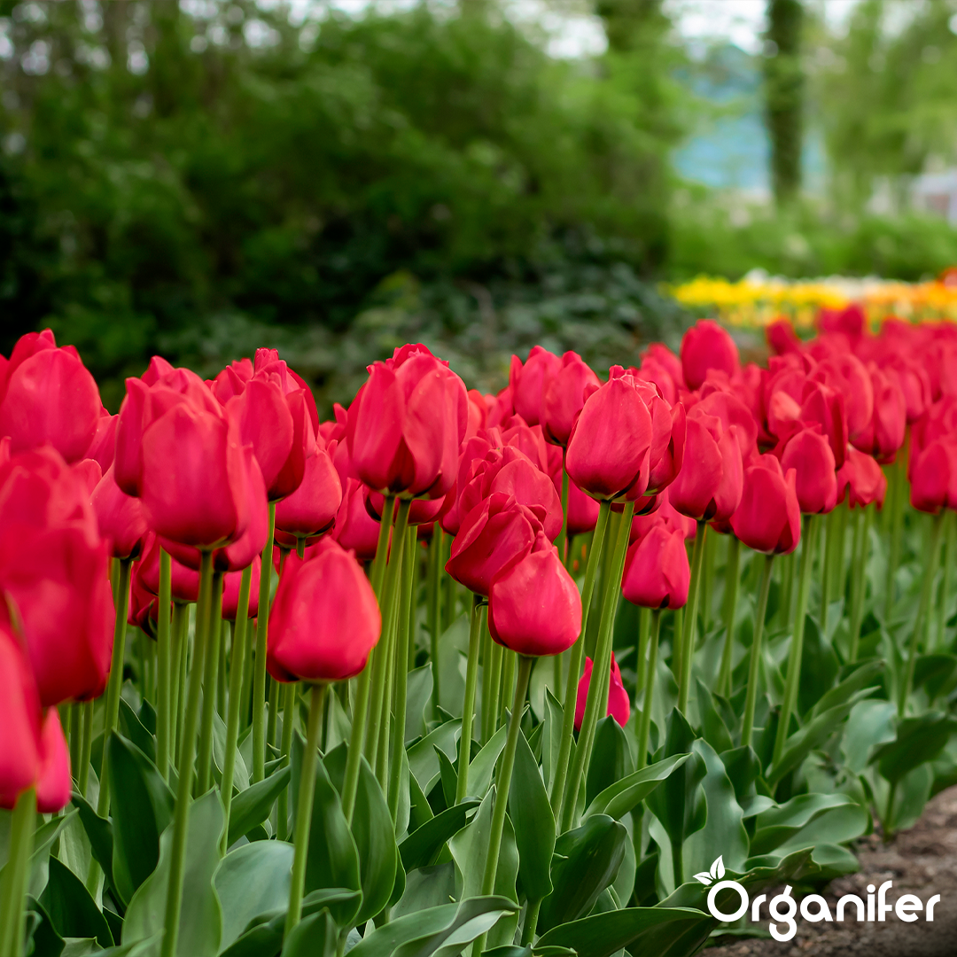 Row of red tulips with a blurred green background, featuring the Organifer brand.