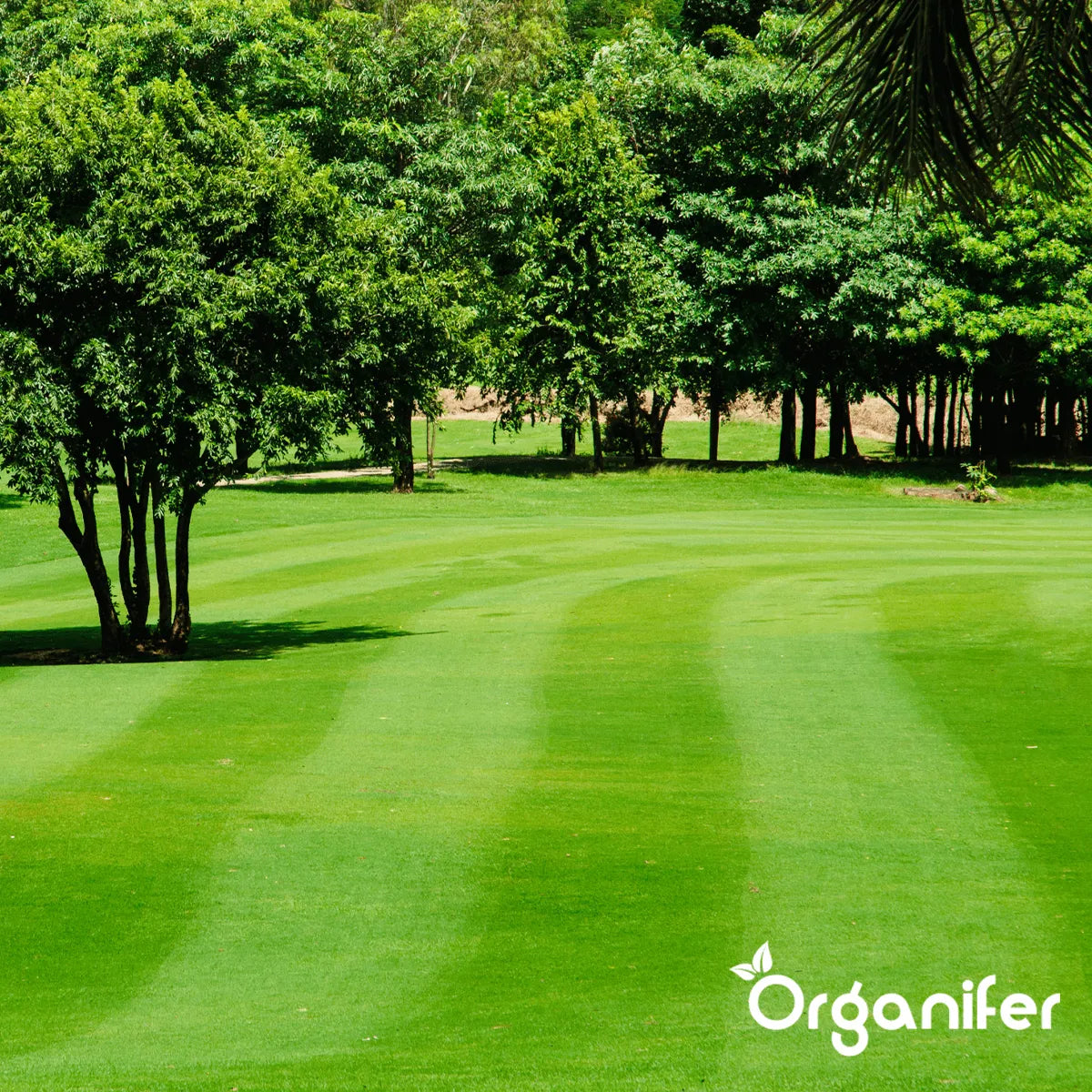 Miscela per Scarificazione - Semi di Erba - Fertilizzante - Condizionatore del Suolo (15 kg - per 450 m2)