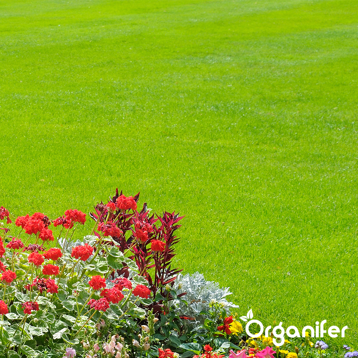 Miscela per Scarificazione - Semi di Erba - Fertilizzante - Condizionatore del Suolo (5 kg - per 150 m2)