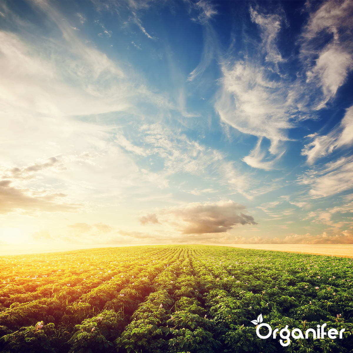 Vinasse NK Meststof 4.5 + 8 - Vloeibaar (800 l IBC)