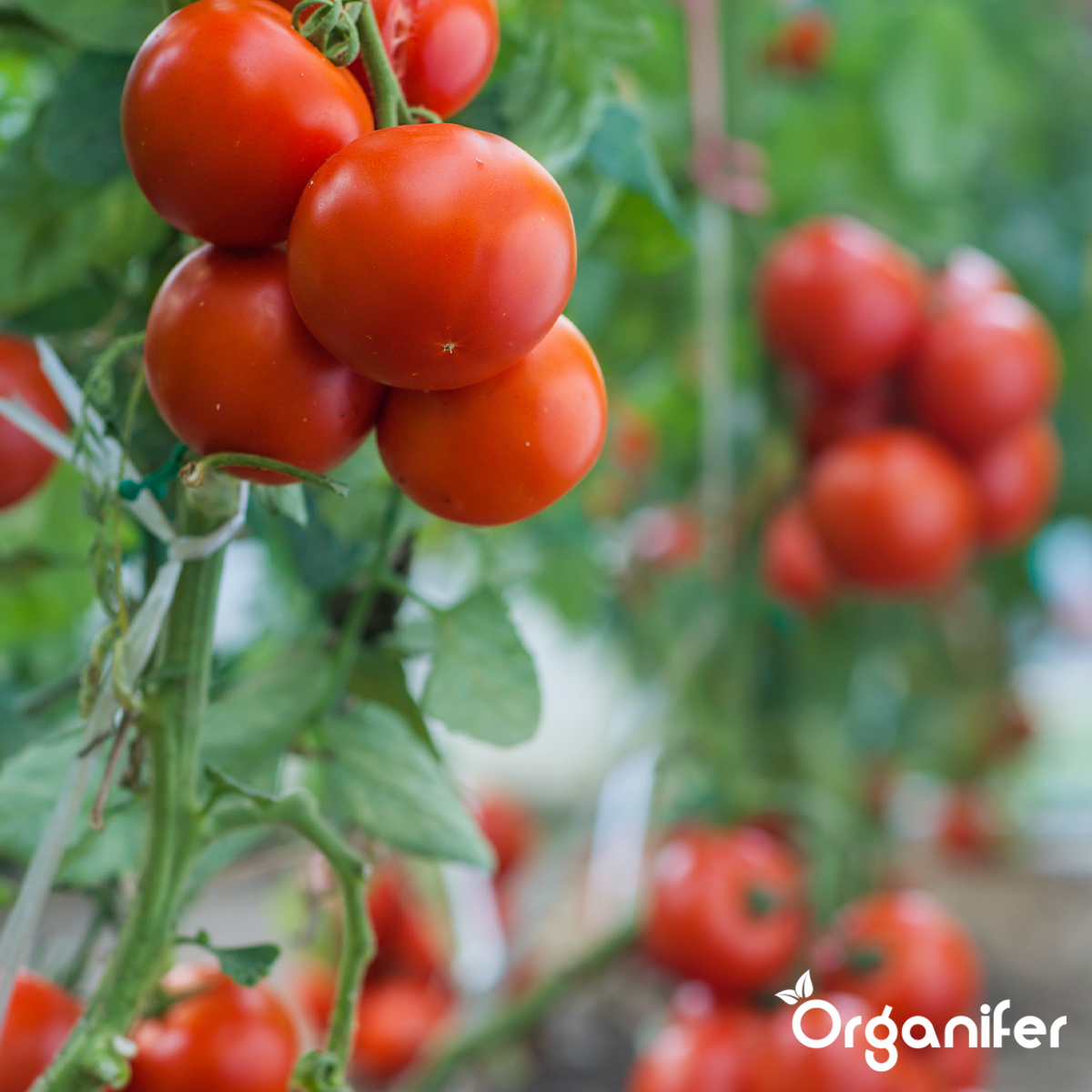 Vinasse NK Dünger 4,5 + 8 - Flüssig (800 l IBC)