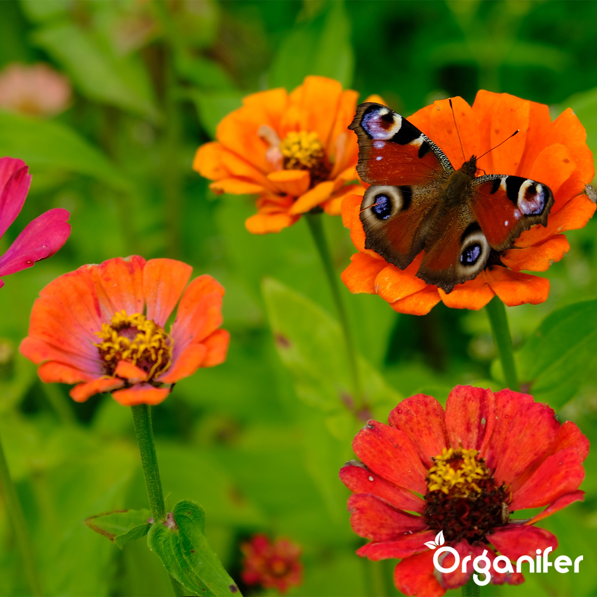 Vlinderbloemen en Bijenmengsel - Nectar - 40 soorten 5 Organifer