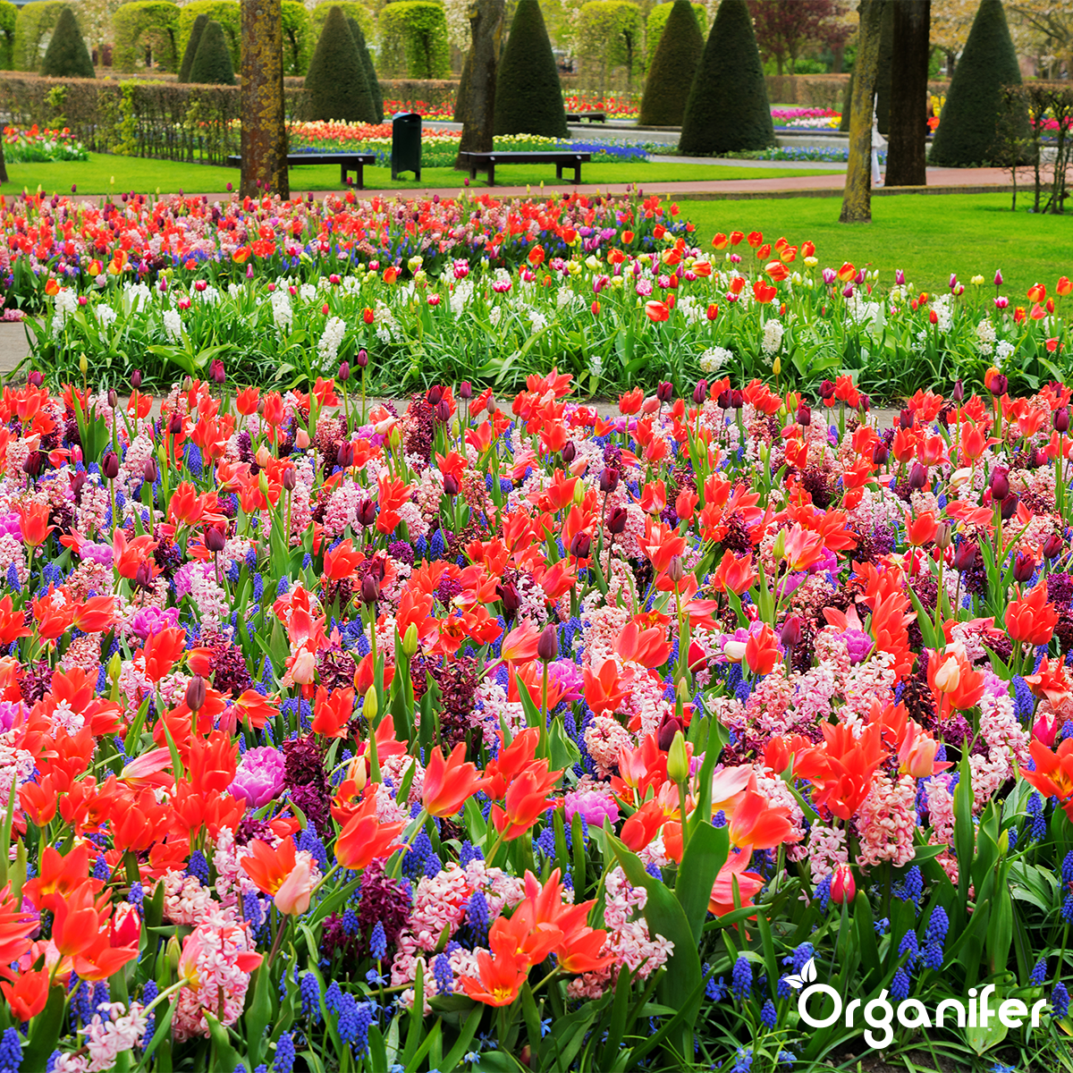 Flydende Gødning til Blomstringsfasen - Iron Power - 250 ml Koncentrat - til 125 l