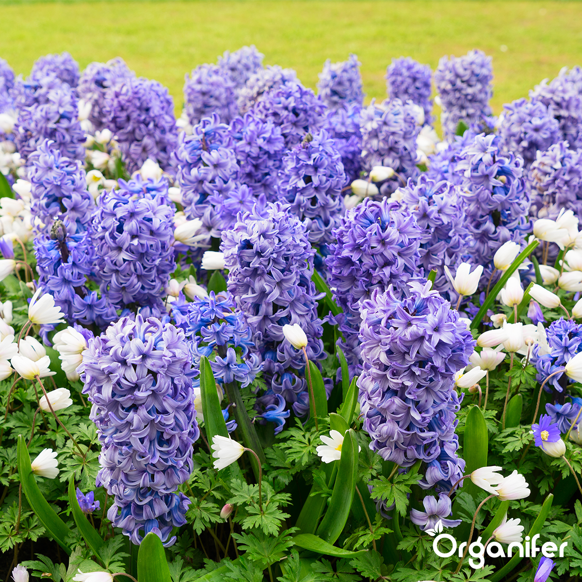 Flydende Gødning til Blomstringsfasen - Iron Power - 250 ml Koncentrat - til 125 l