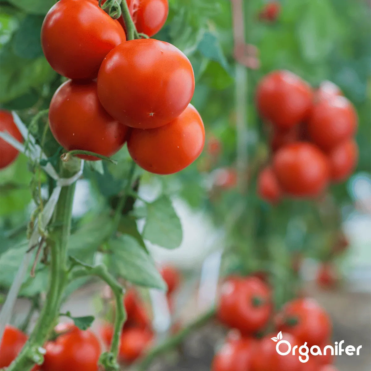 Flydende Gødning til Blomstringsfasen - Iron Power - 500 ml Koncentrat - til 250 l