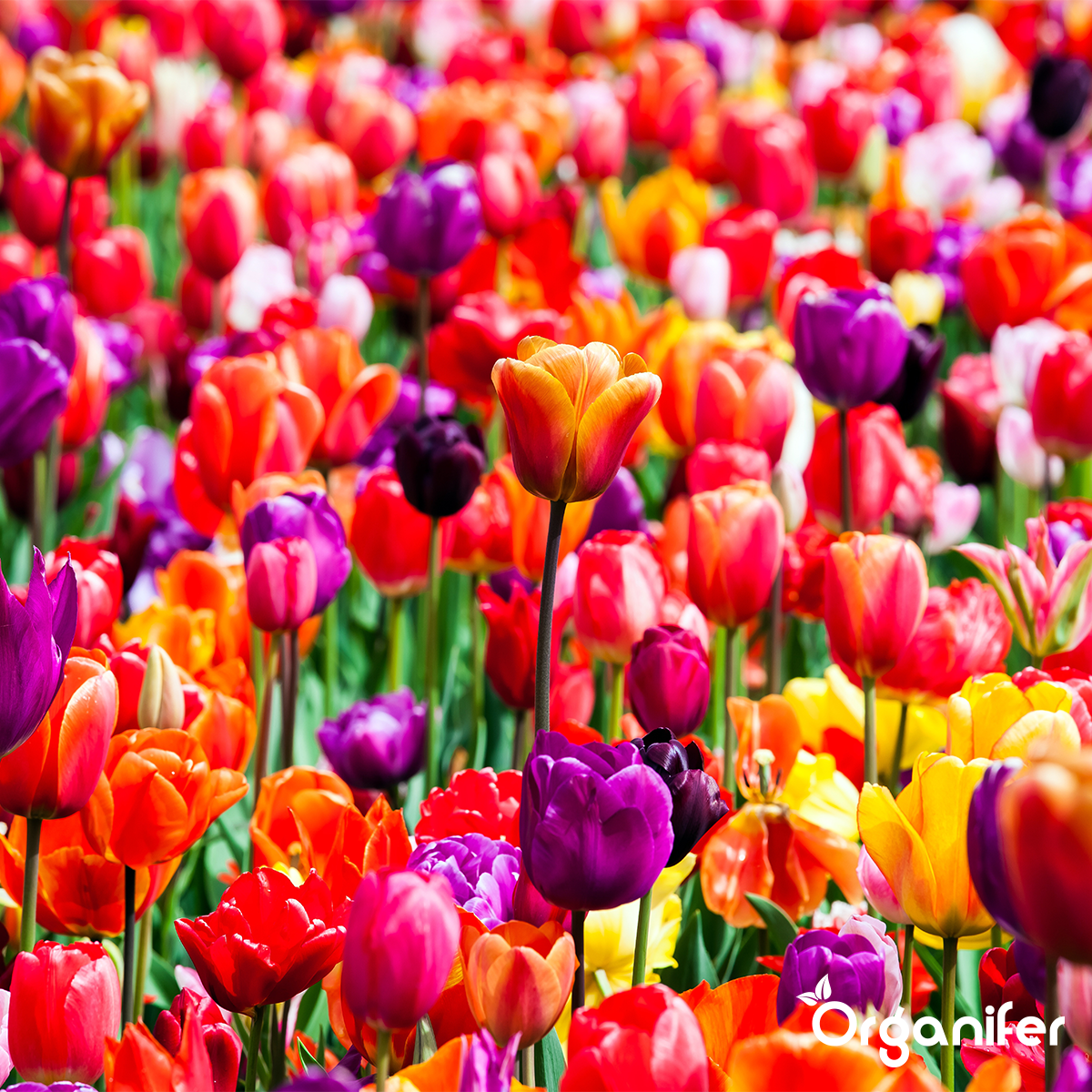 Tekoče gnojilo za fazo cvetenja - Iron Power 250 ml koncentrat za 125 l