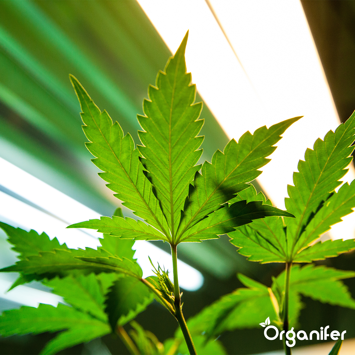 Flydende Gødning til Vækstfasen - Amino Power 1000 ml koncentrat - til 500 l