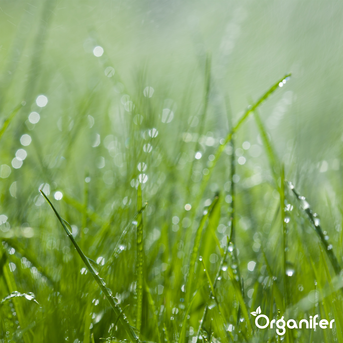 Flydende Gødning til Vækstfasen - Amino Power 500 ml koncentrat - til 250 l