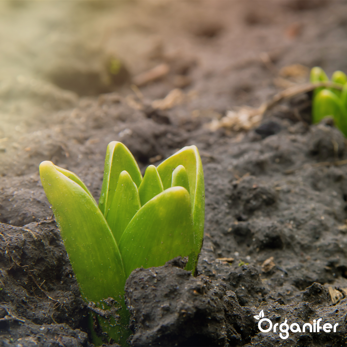 Flydende Gødning til Vækstfasen - Amino Power 1000 ml koncentrat - til 500 l