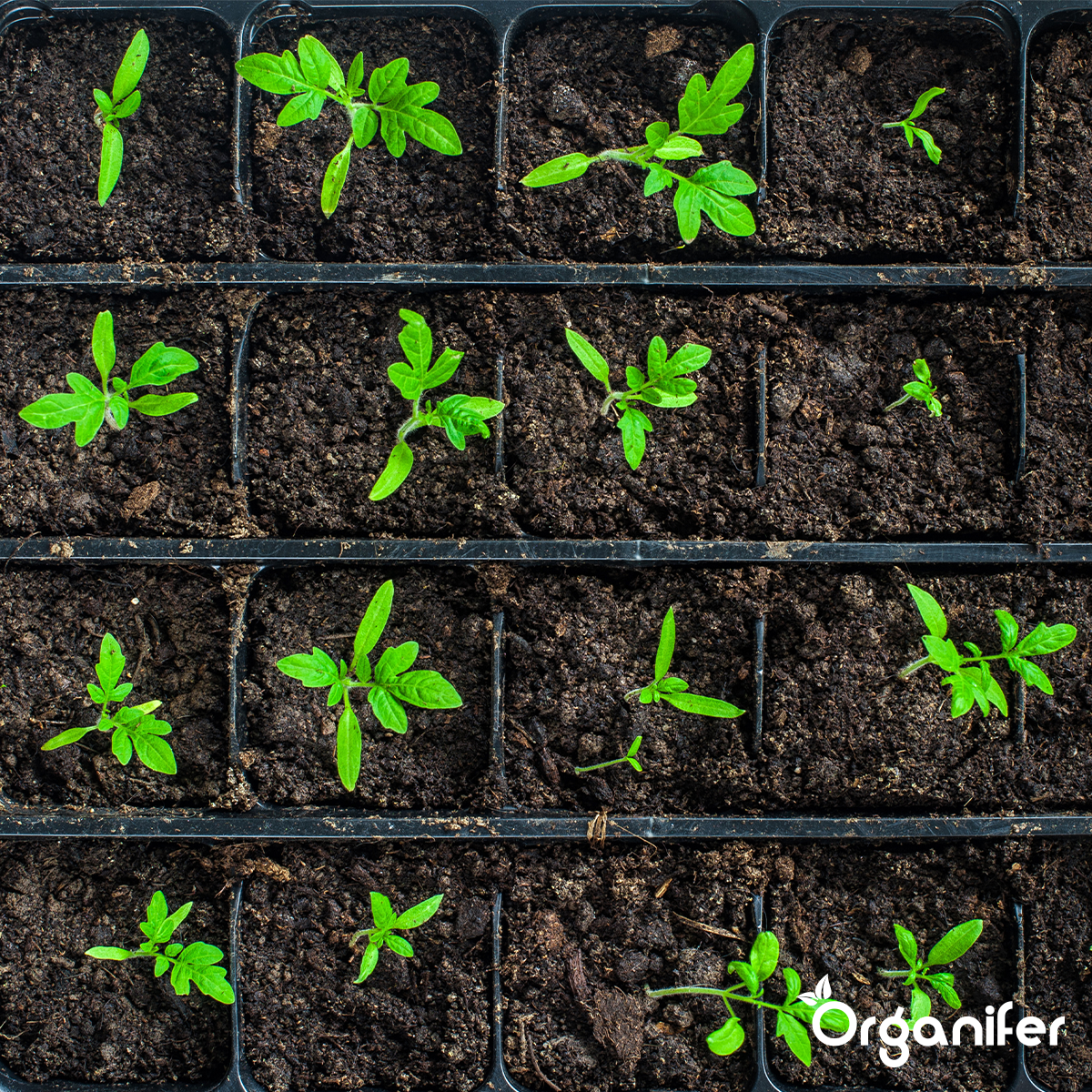 Flydende Gødning til Vækstfasen - Amino Power 1000 ml koncentrat - til 500 l