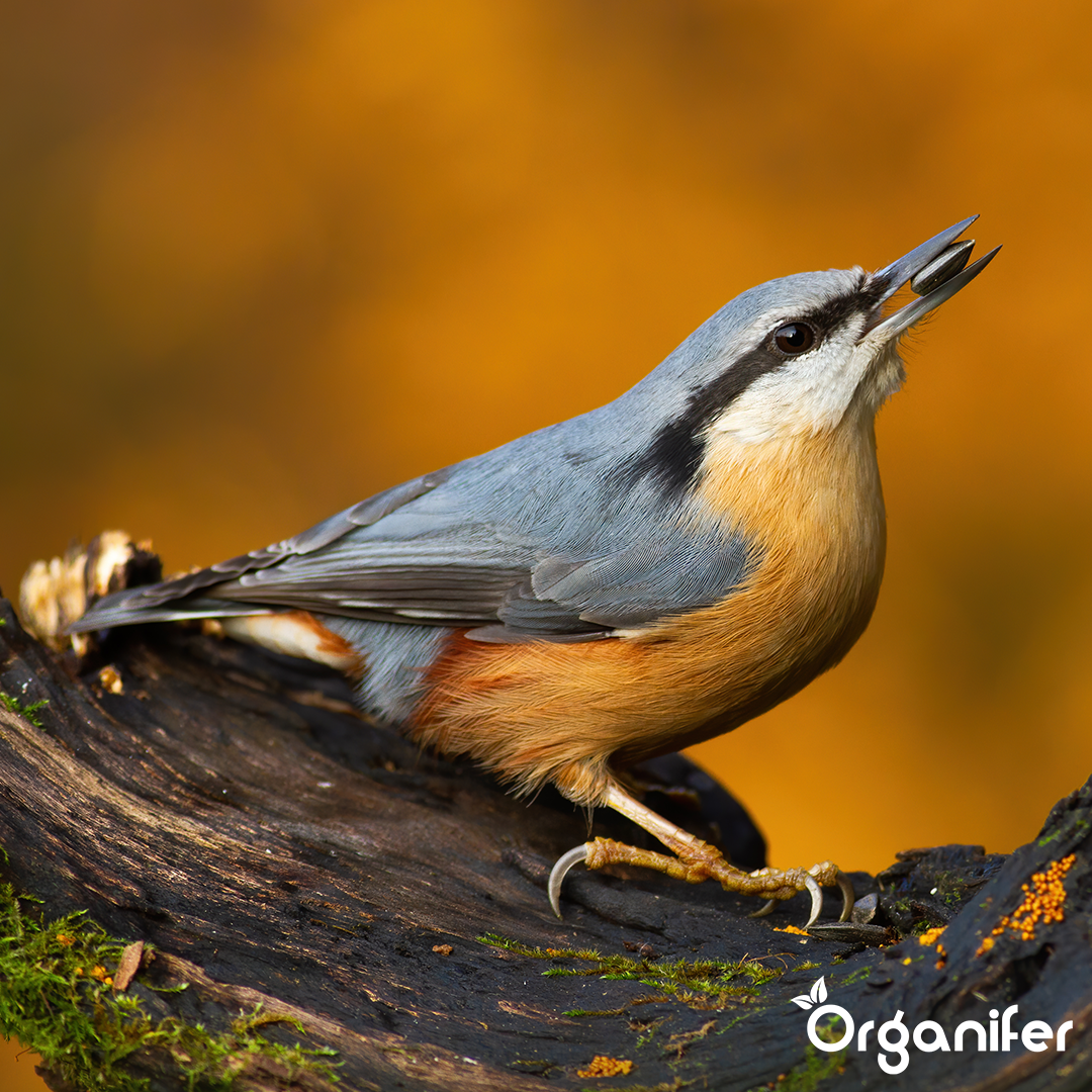 Fågelfoder för trädgårdsfåglar - hög energi, ingen röra, ingen groning (20 kg)