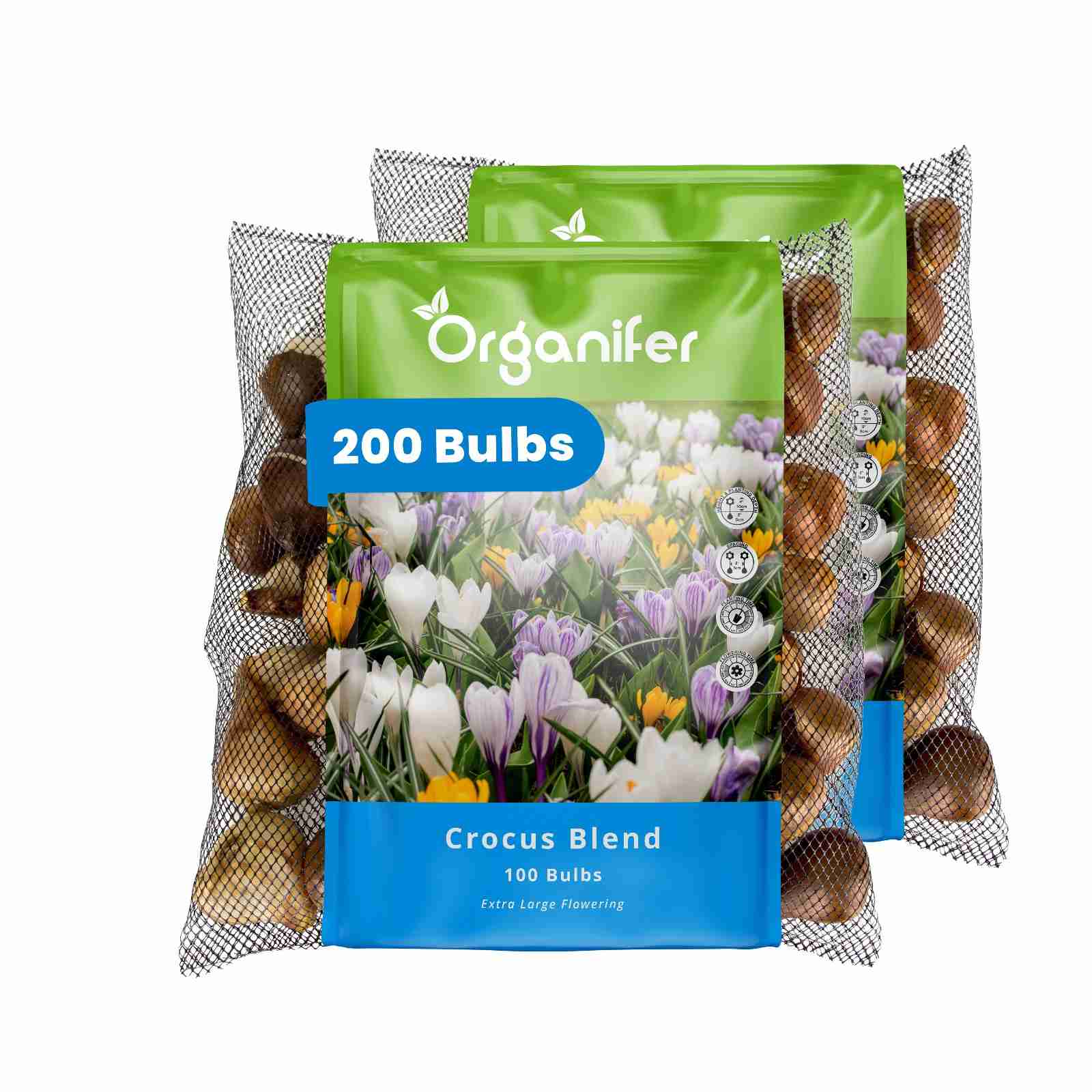 200 Crocus Bulbs – Large-Flowered Mix
