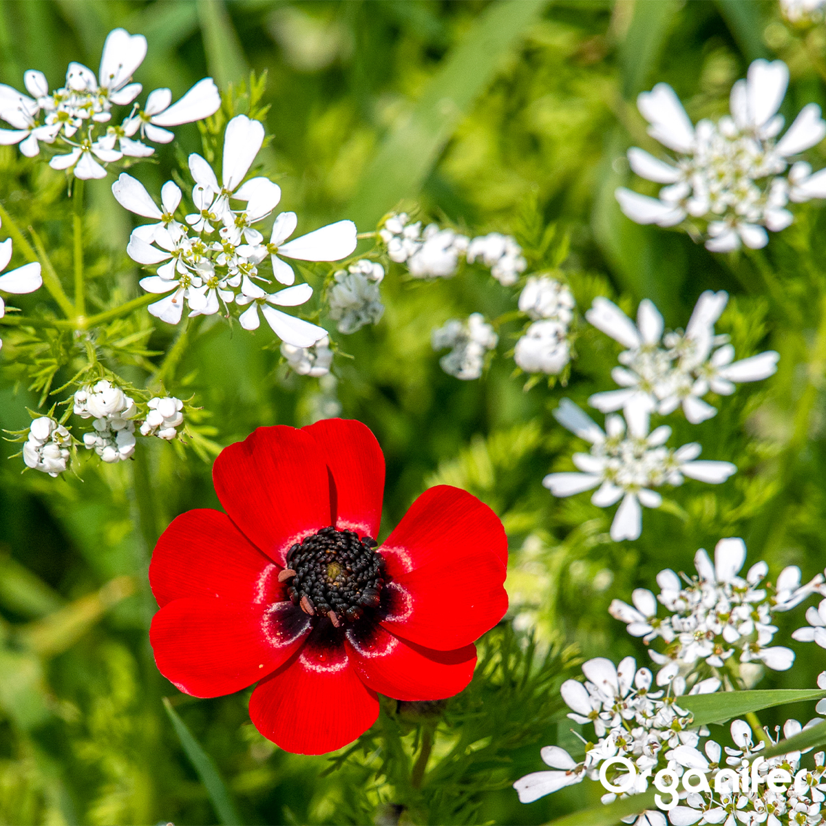 Wildbloemenmengsel – Biodiversity – 62 soorten Organifer