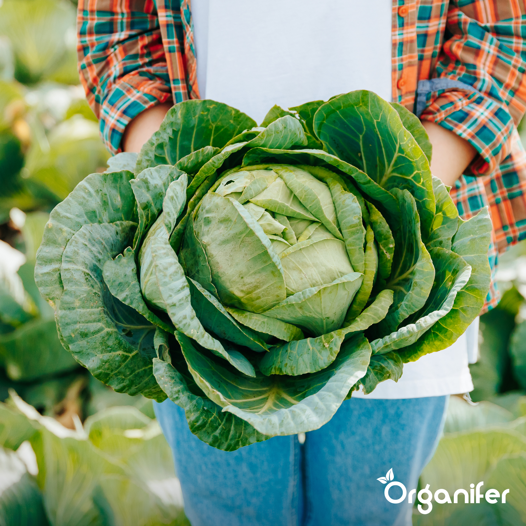 Wool Pellets Organic Fertiliser 10