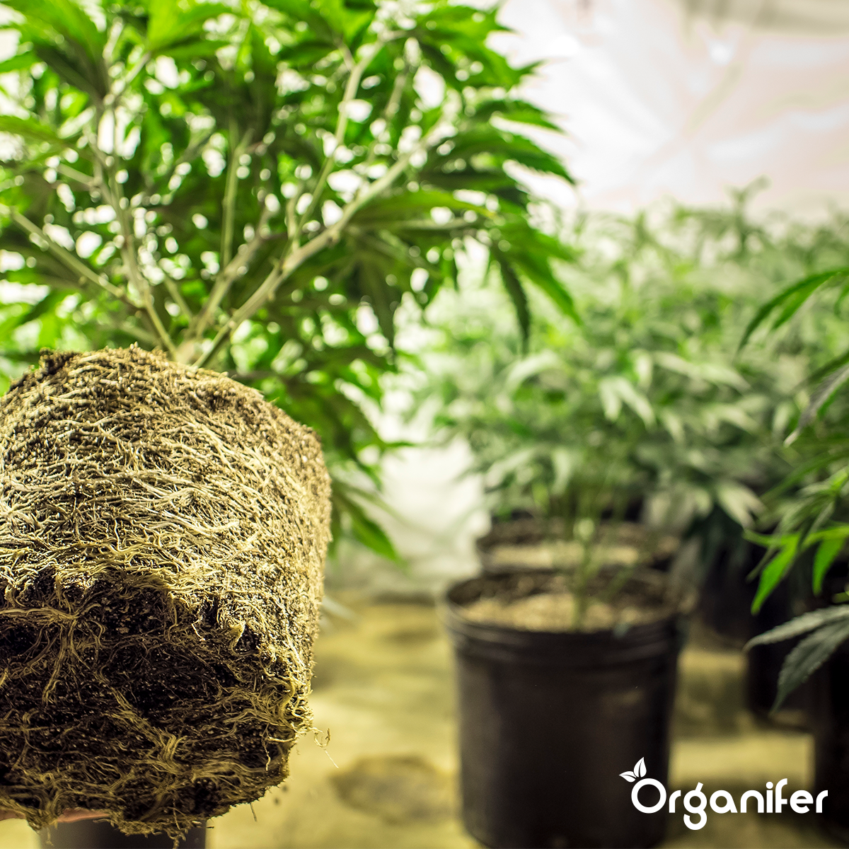 Wortelstimulator - Roots Power Concentraat - 500 ml