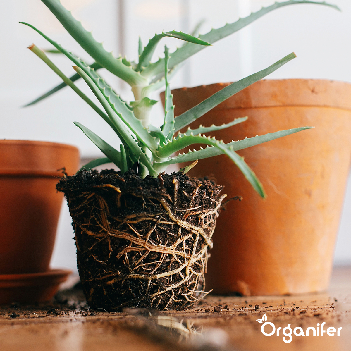 Wortelstimulator - Roots Power Concentraat - 500 ml