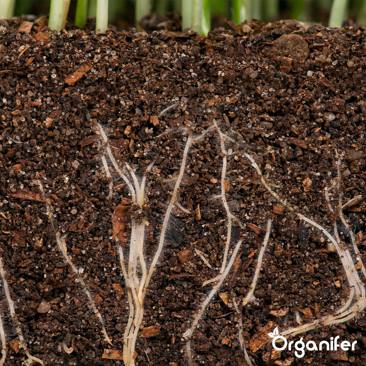 Wortelstimulator - Roots Power Concentraat - 500 ml