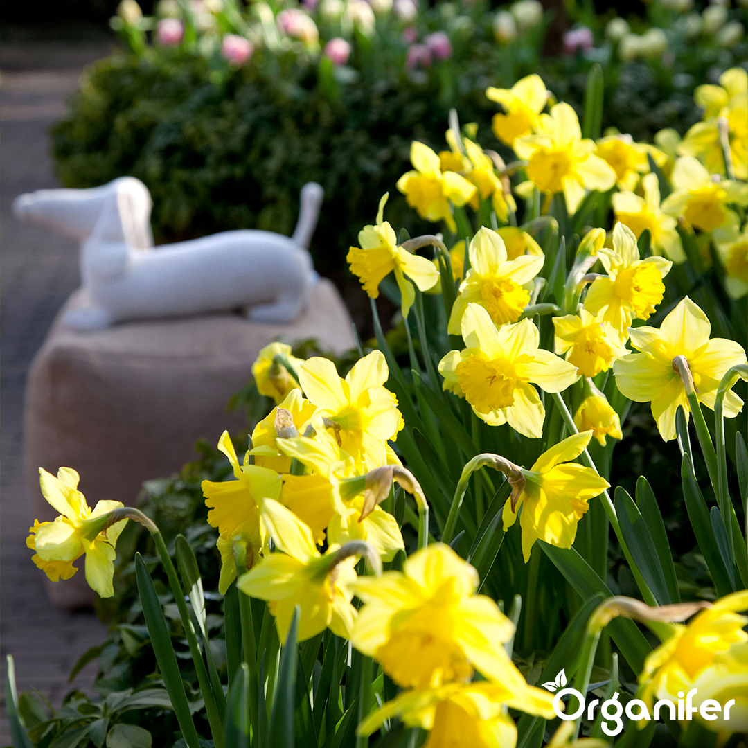 Yellow daffodils in a garden with a white dog figurine in the background.