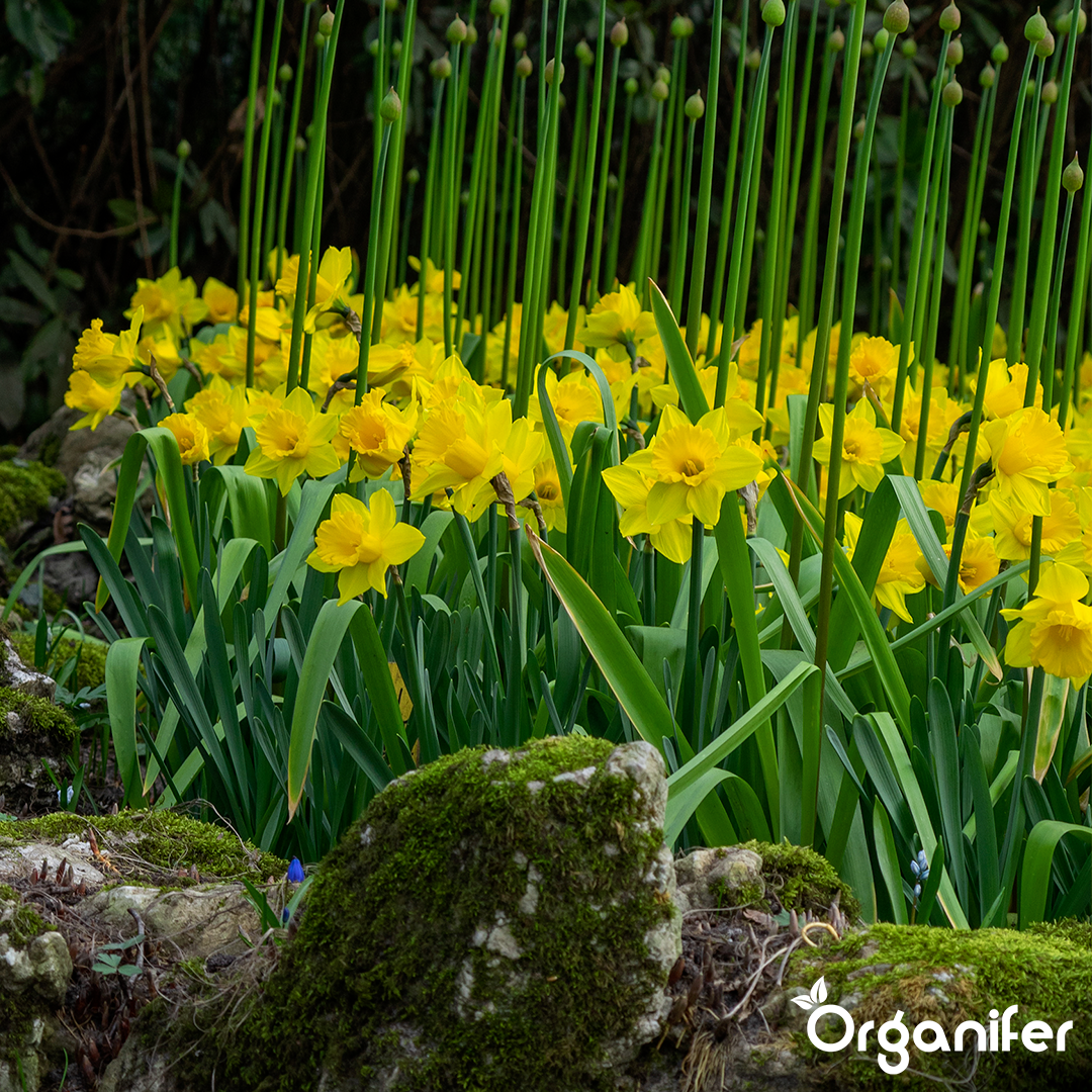 Yellow daffodils in a garden with mossy rocks and green foliage, featuring the brand 'Organifer'.