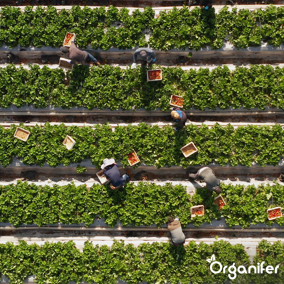 Yucca – Märkääjäaine – 500 ml - 5000 m2