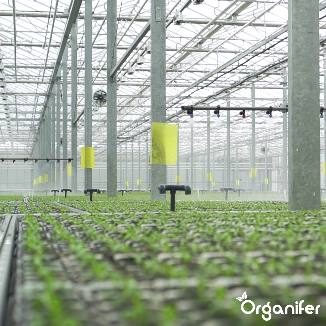 Yucca - Agent de umectare – 1 l pentru 10.000 m2