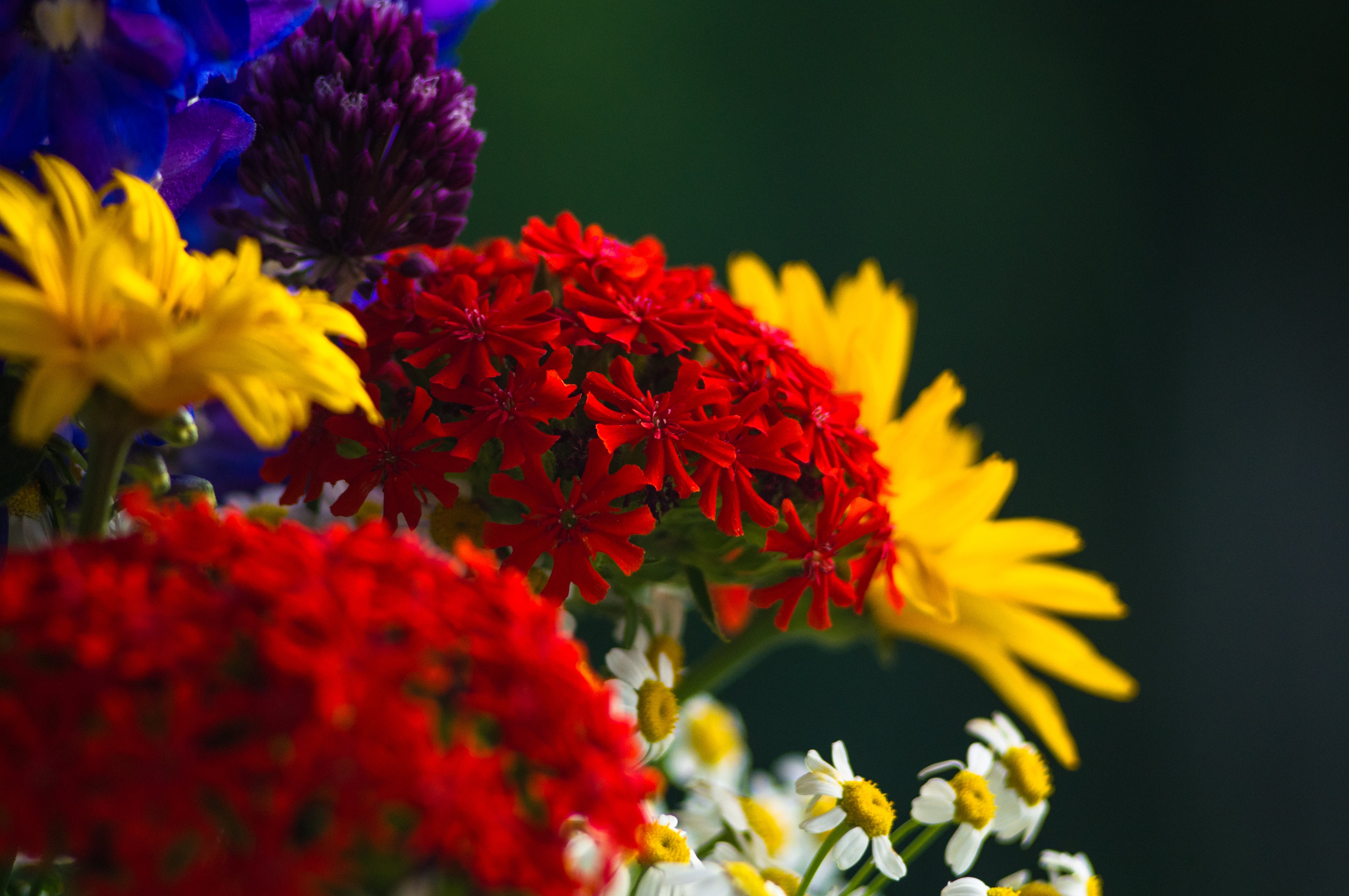 32 Colourful Cut Flower Varieties