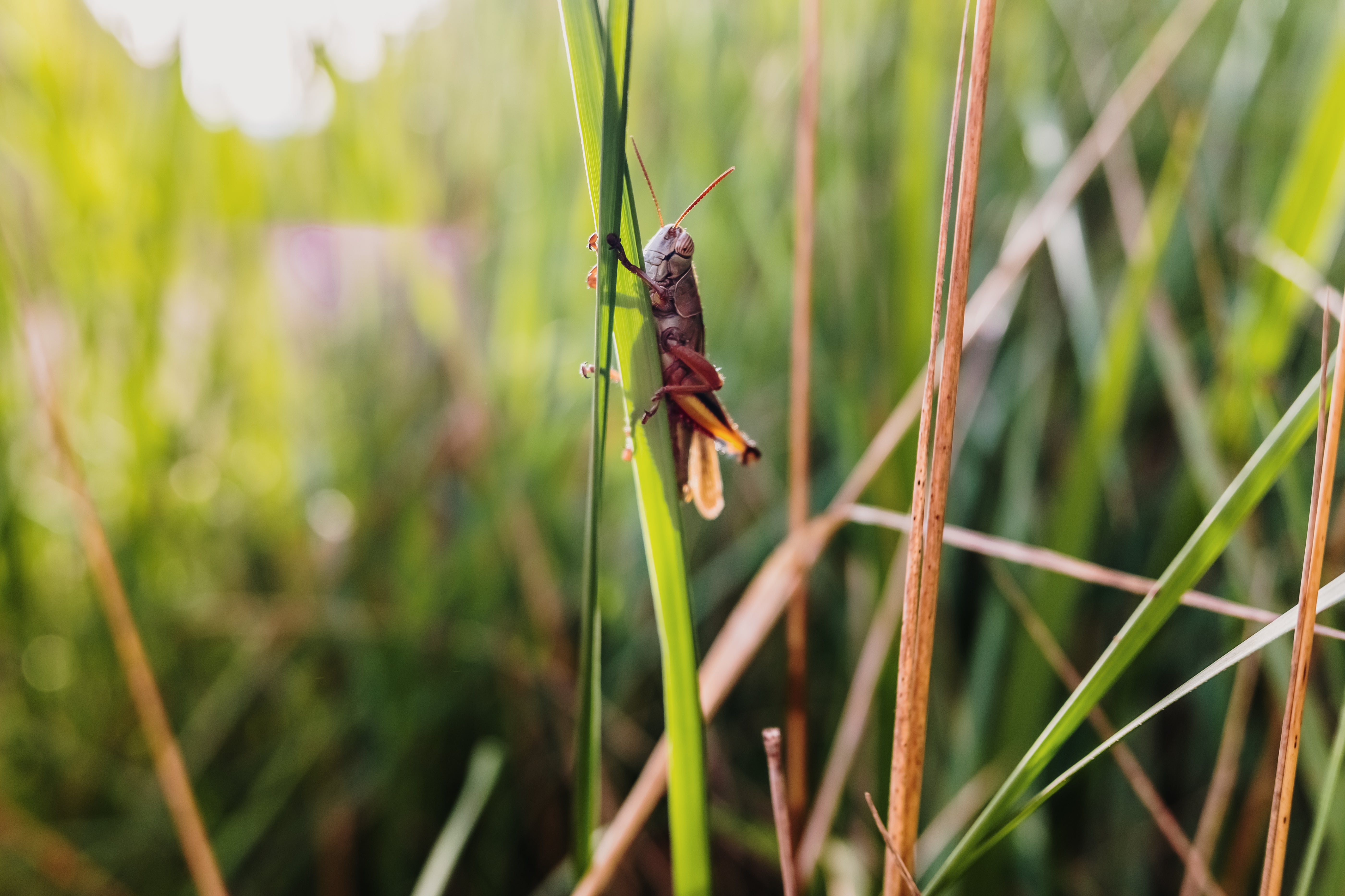 Preventive Protection Through Plant Vitality