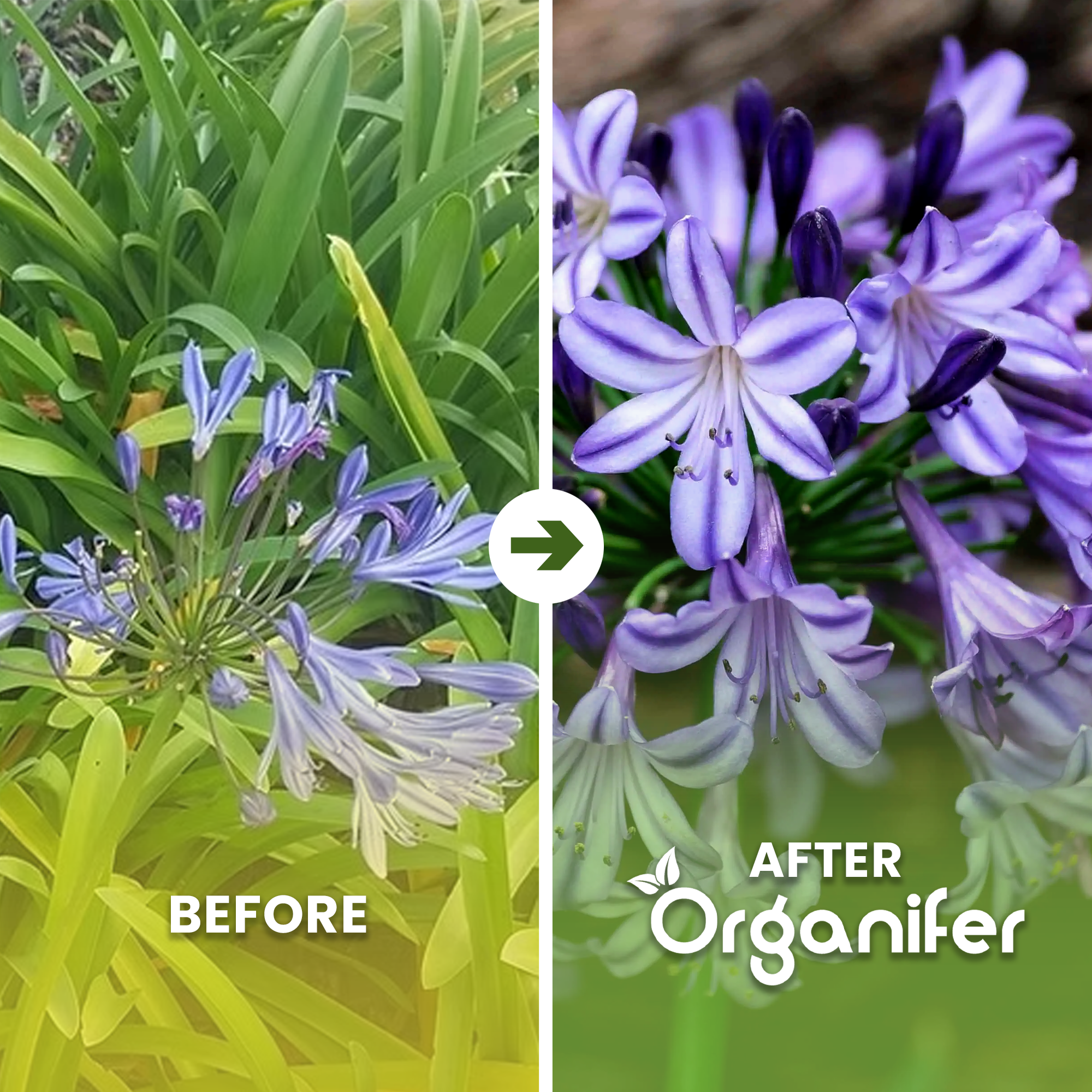 agapanthus b/a english