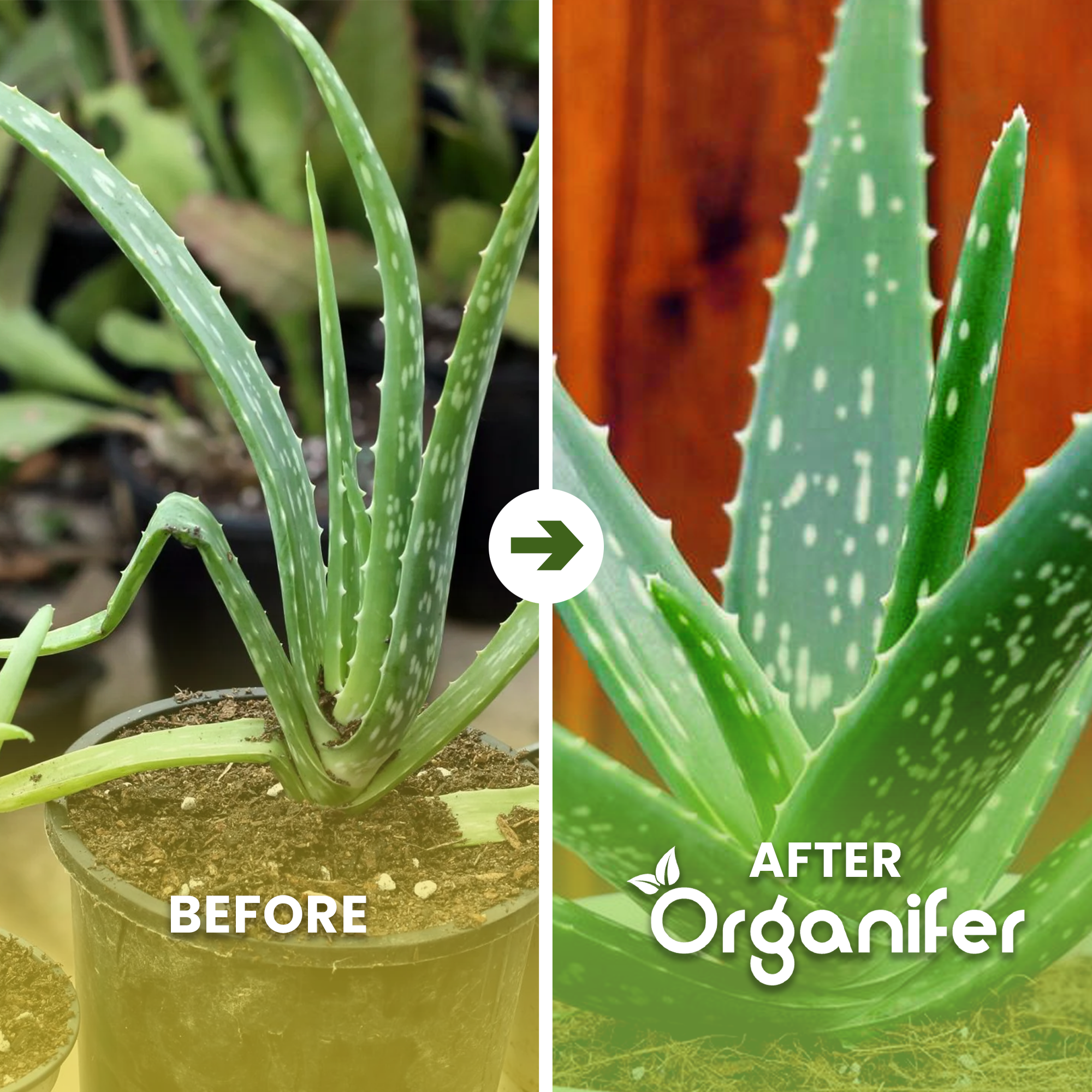 aloe vera b/a english