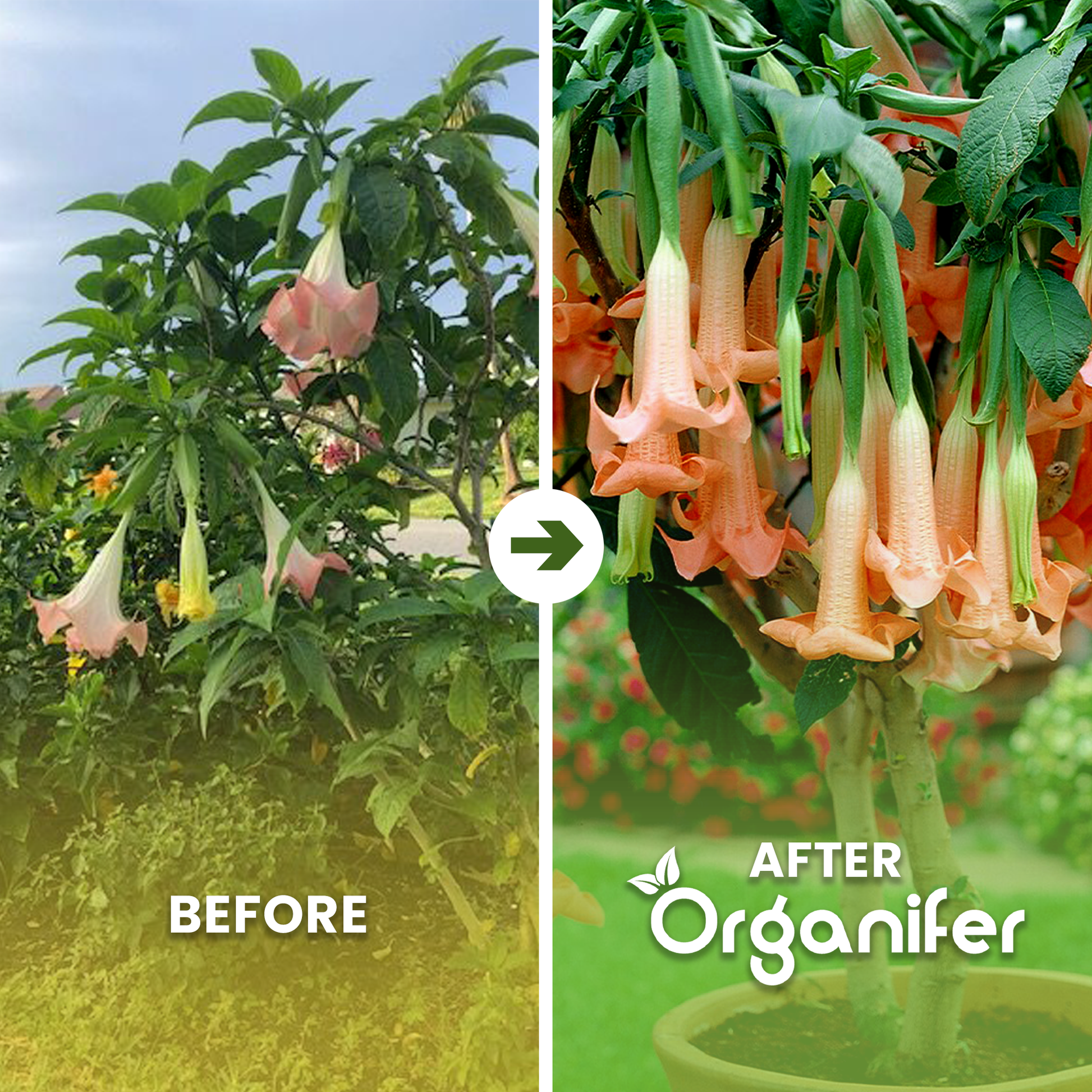 angel trumpet b/a english