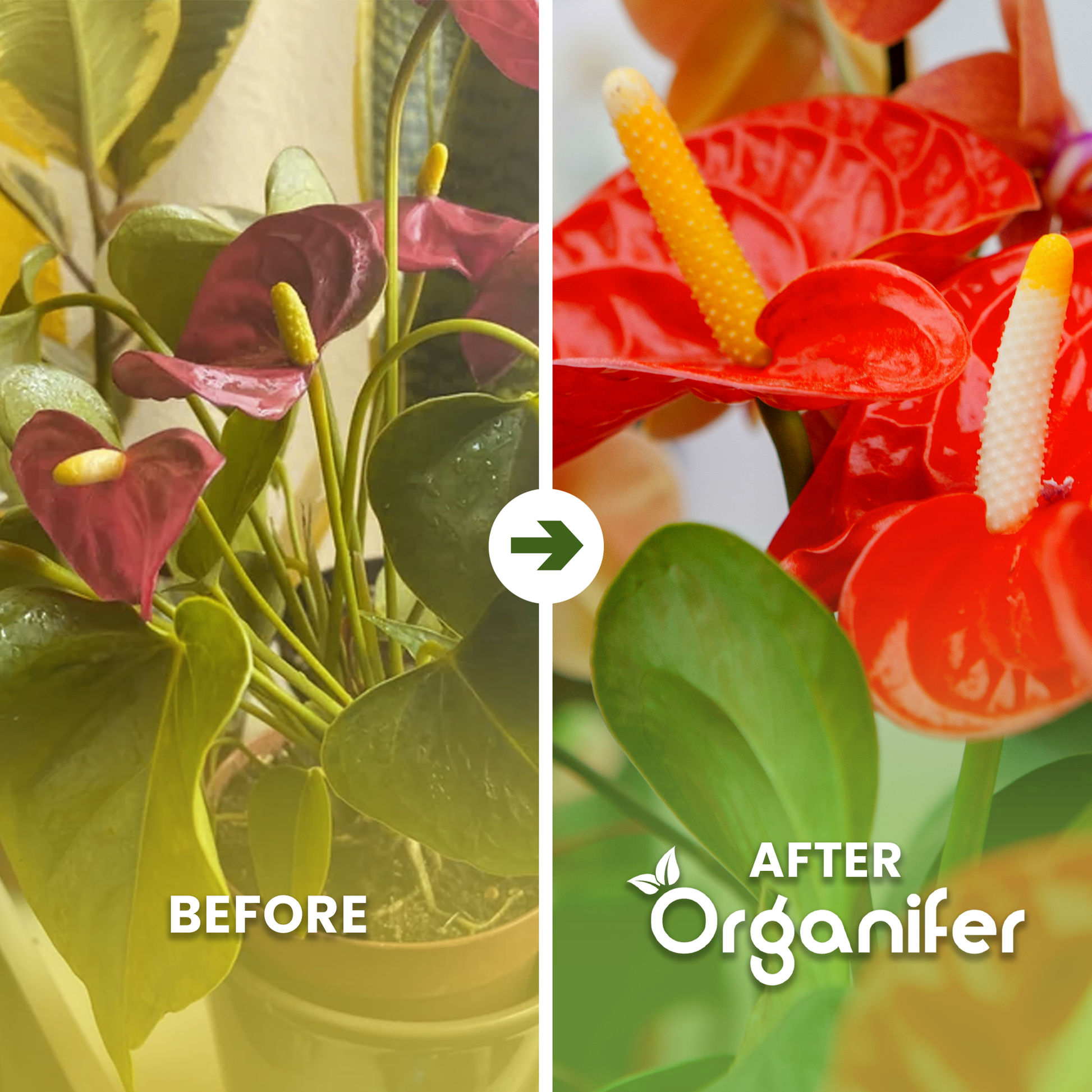 anthurium b/a english