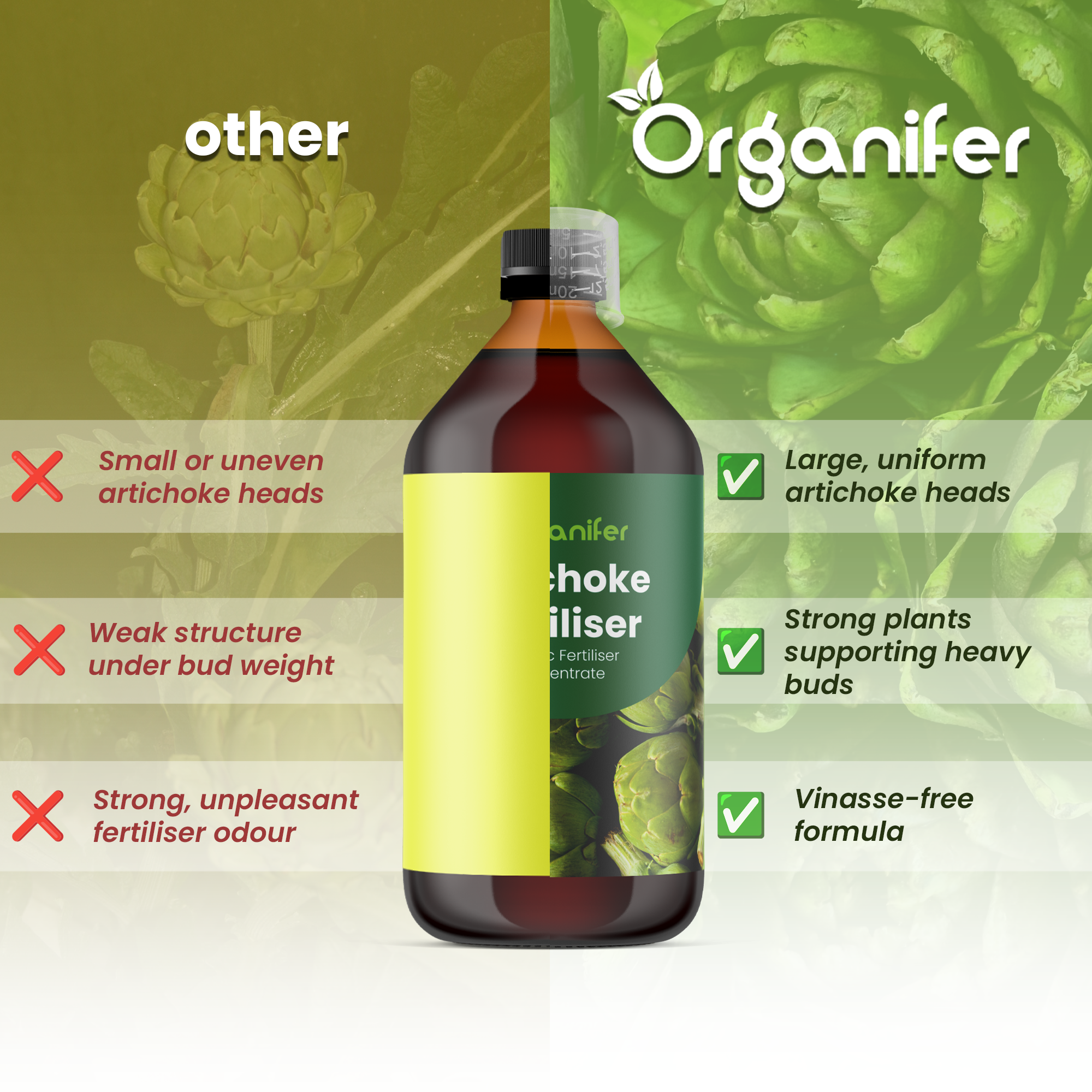 artichoke comparison english