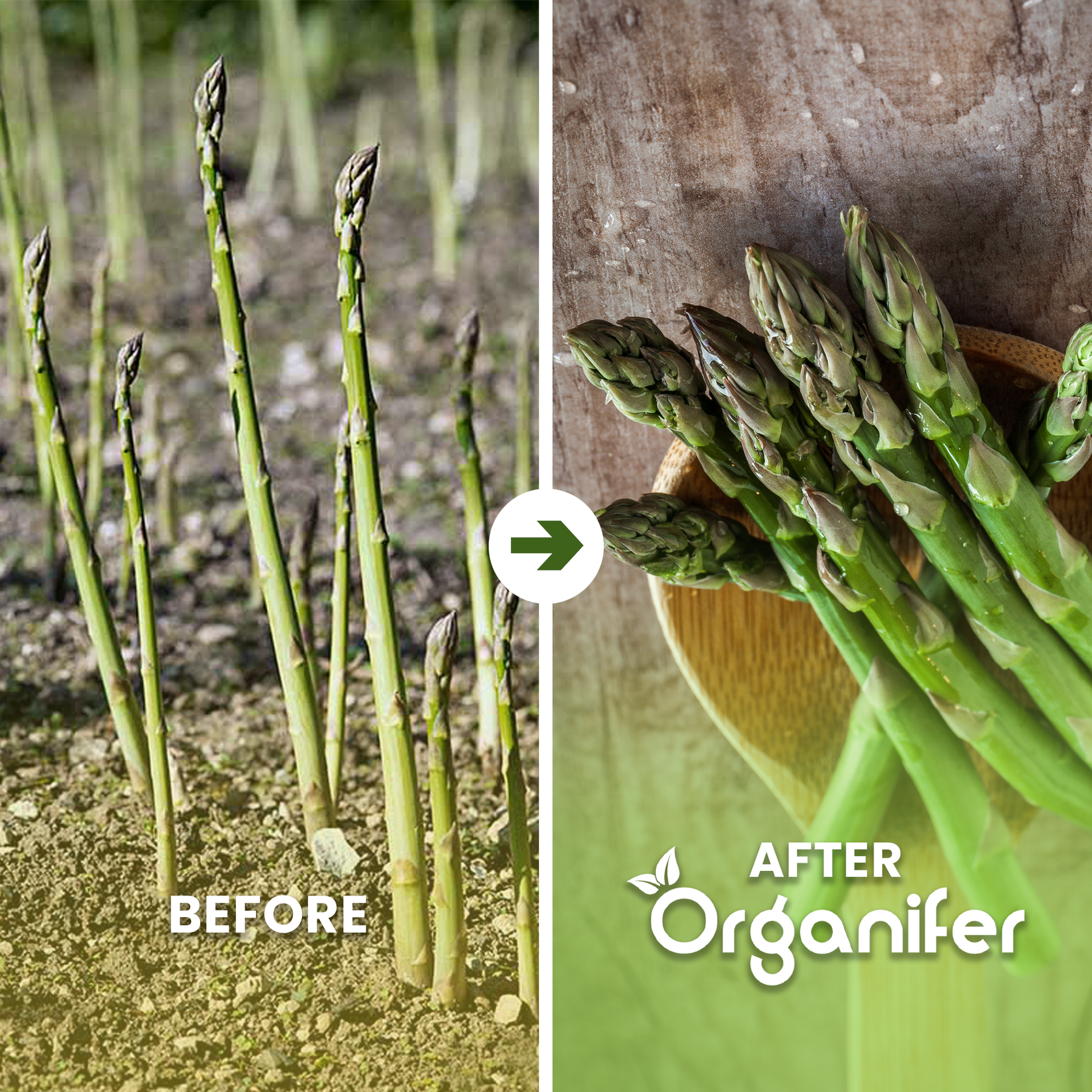 asparagus b/a english