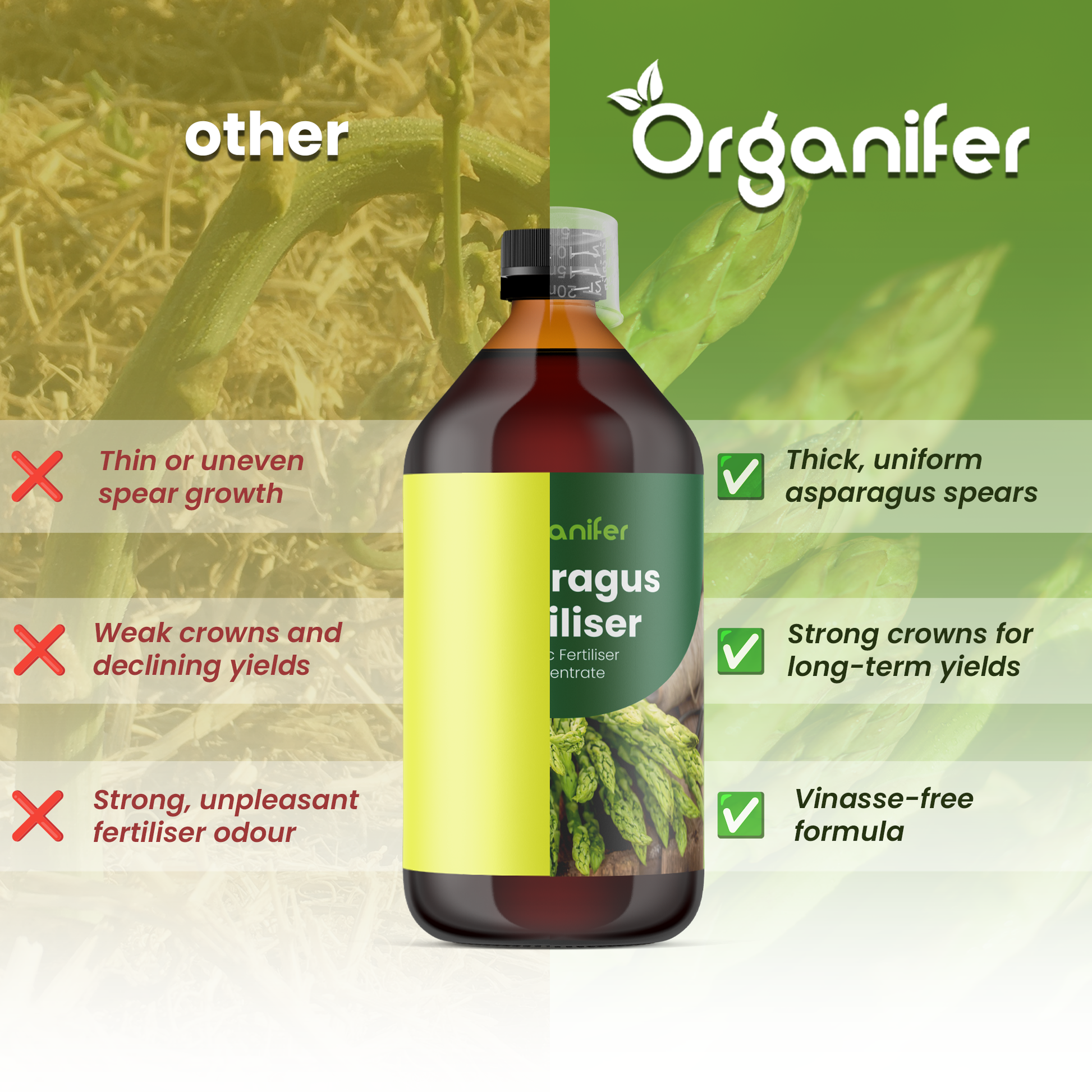 asparagus comparison english