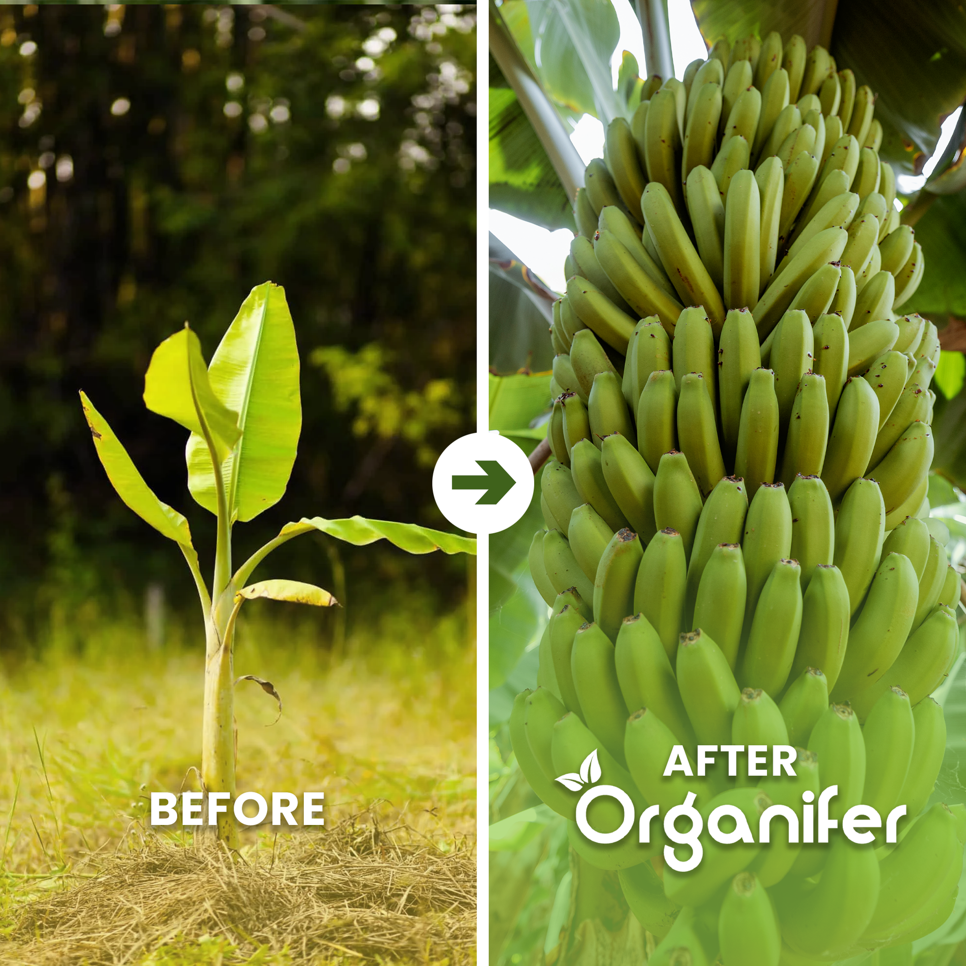 banana_before and after