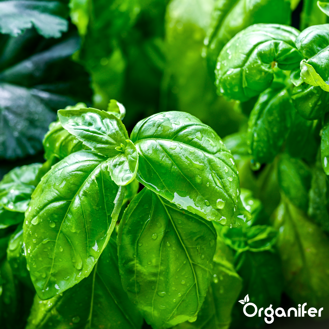 basil liquid fertiliser 1