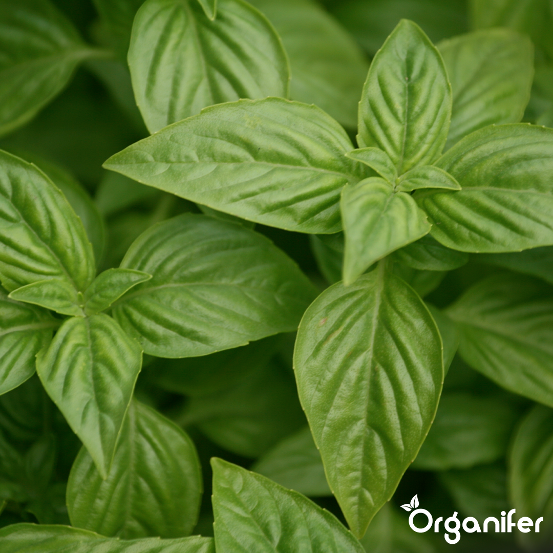 basil liquid fertiliser 2