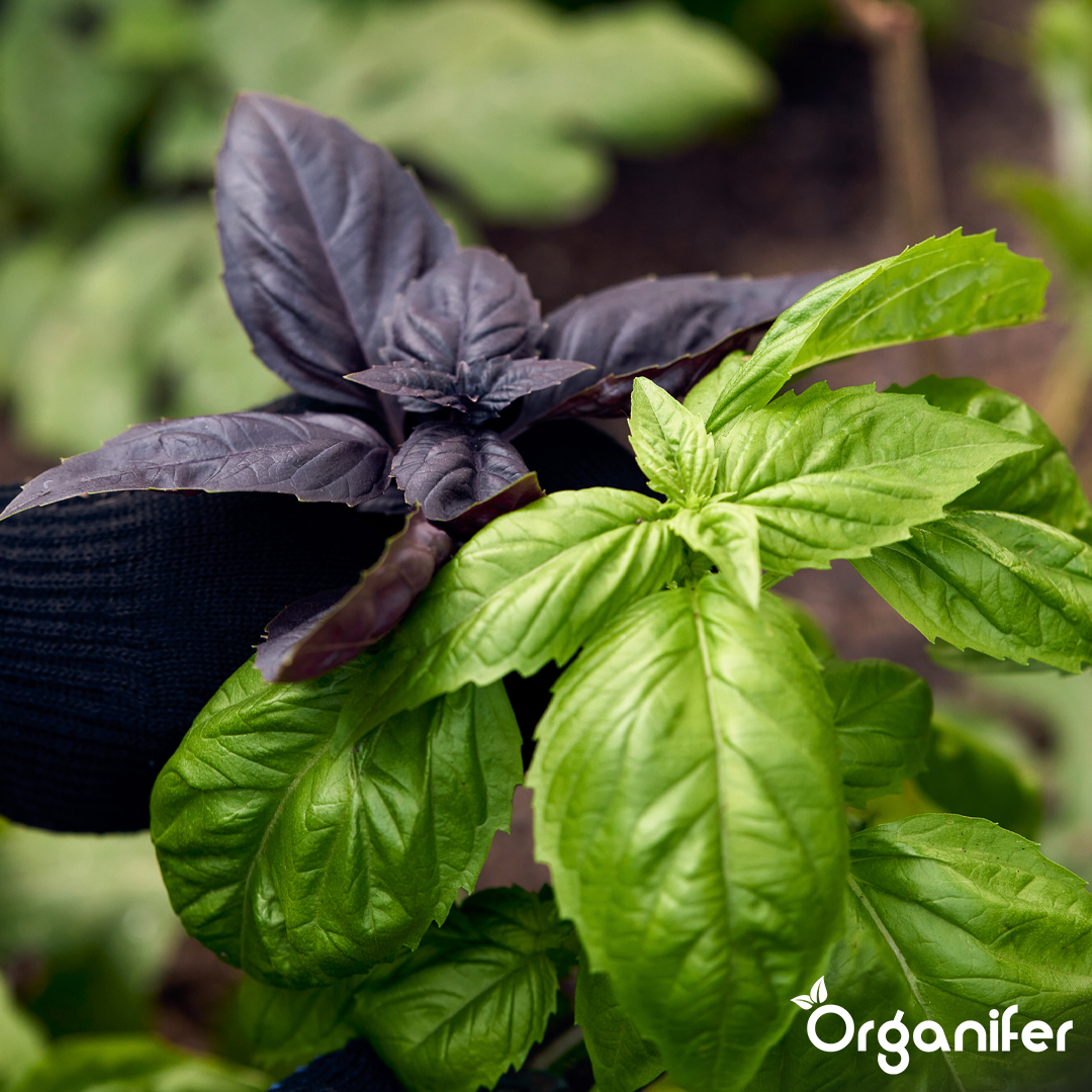 basil liquid fertiliser 3
