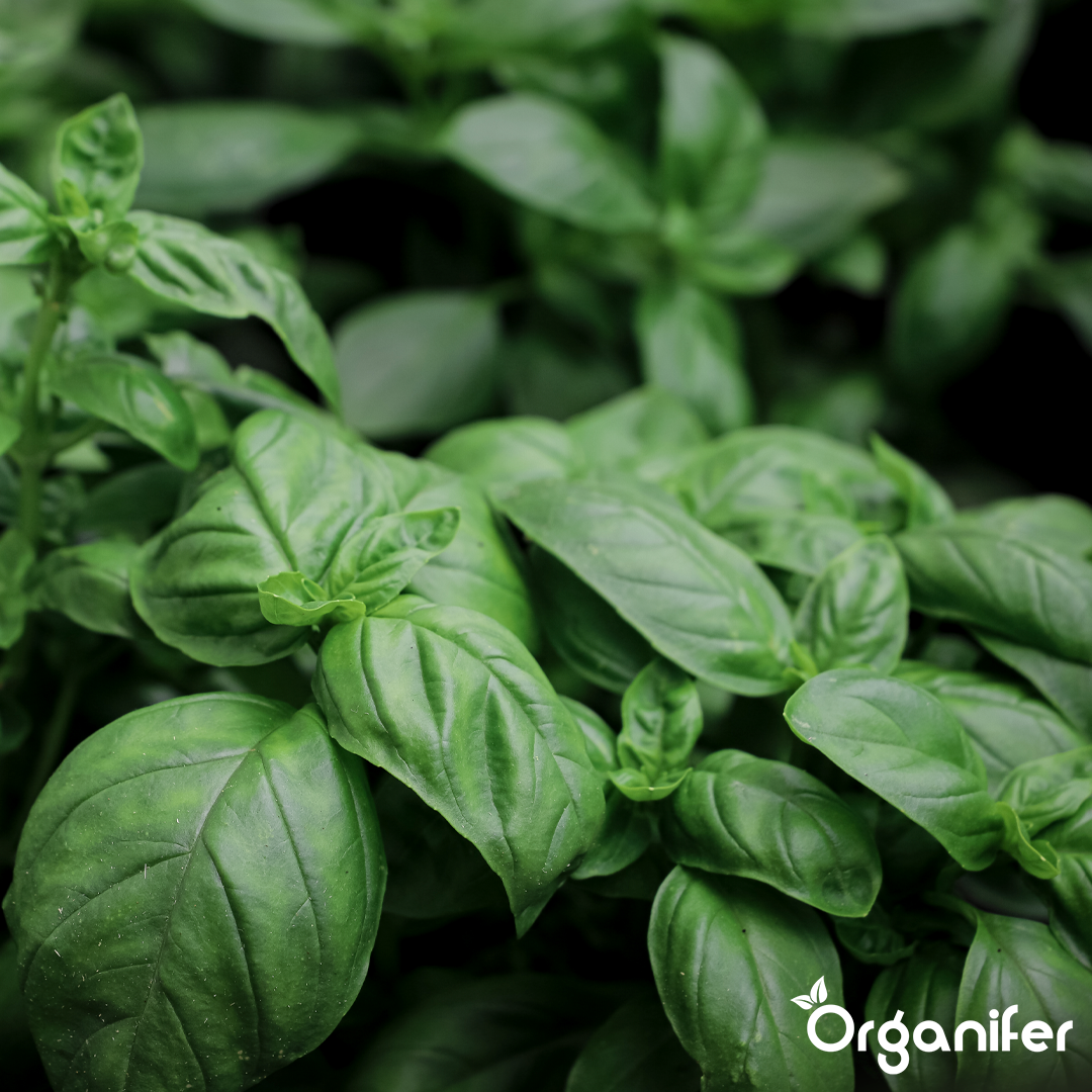 basil liquid fertiliser 4